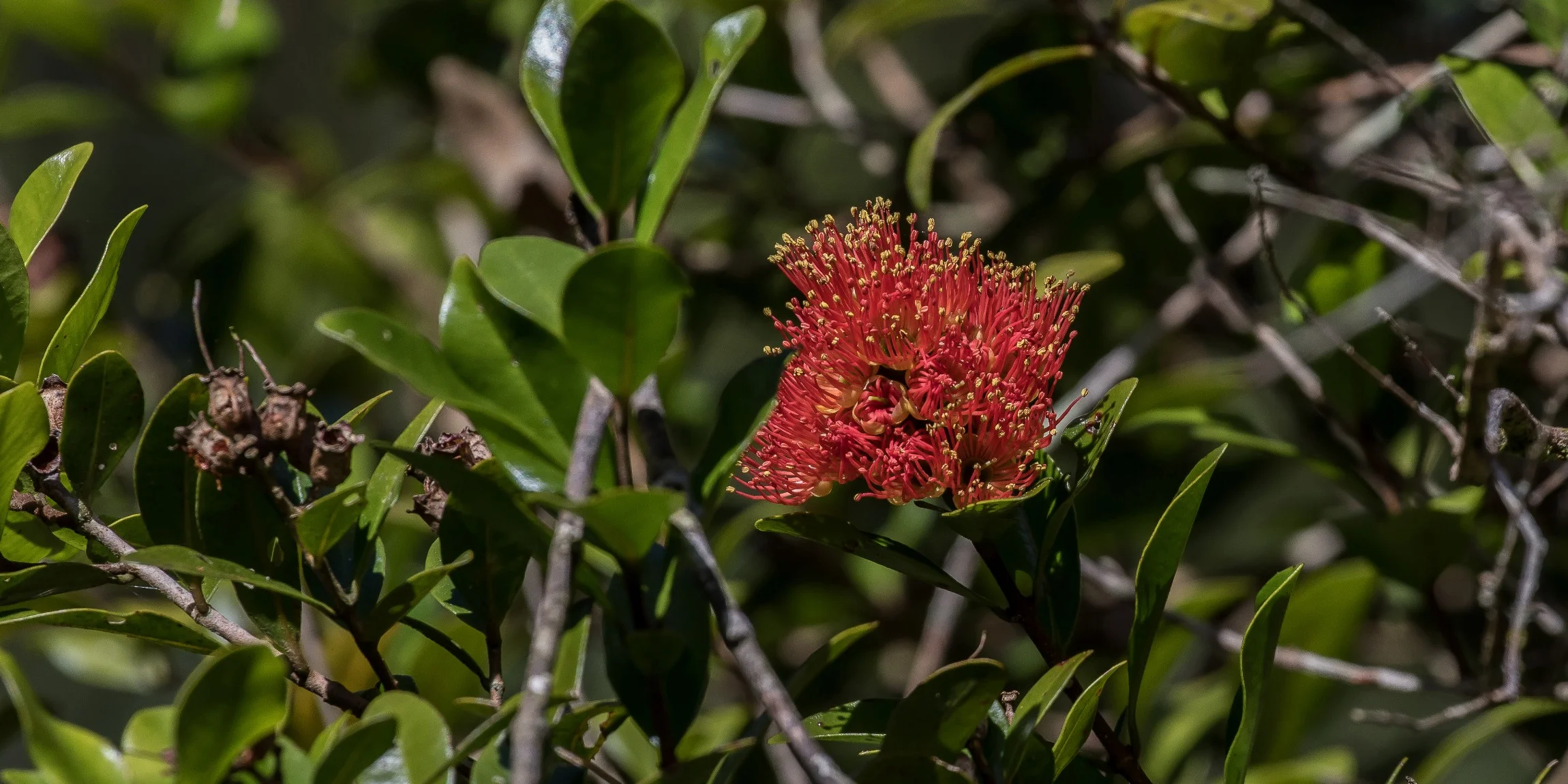 Taranaki,Pukeiti,Northern Rata,-5291.JPG