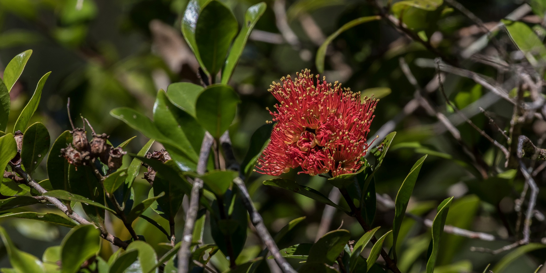 Taranaki,Pukeiti,Northern Rata,-5291.JPG