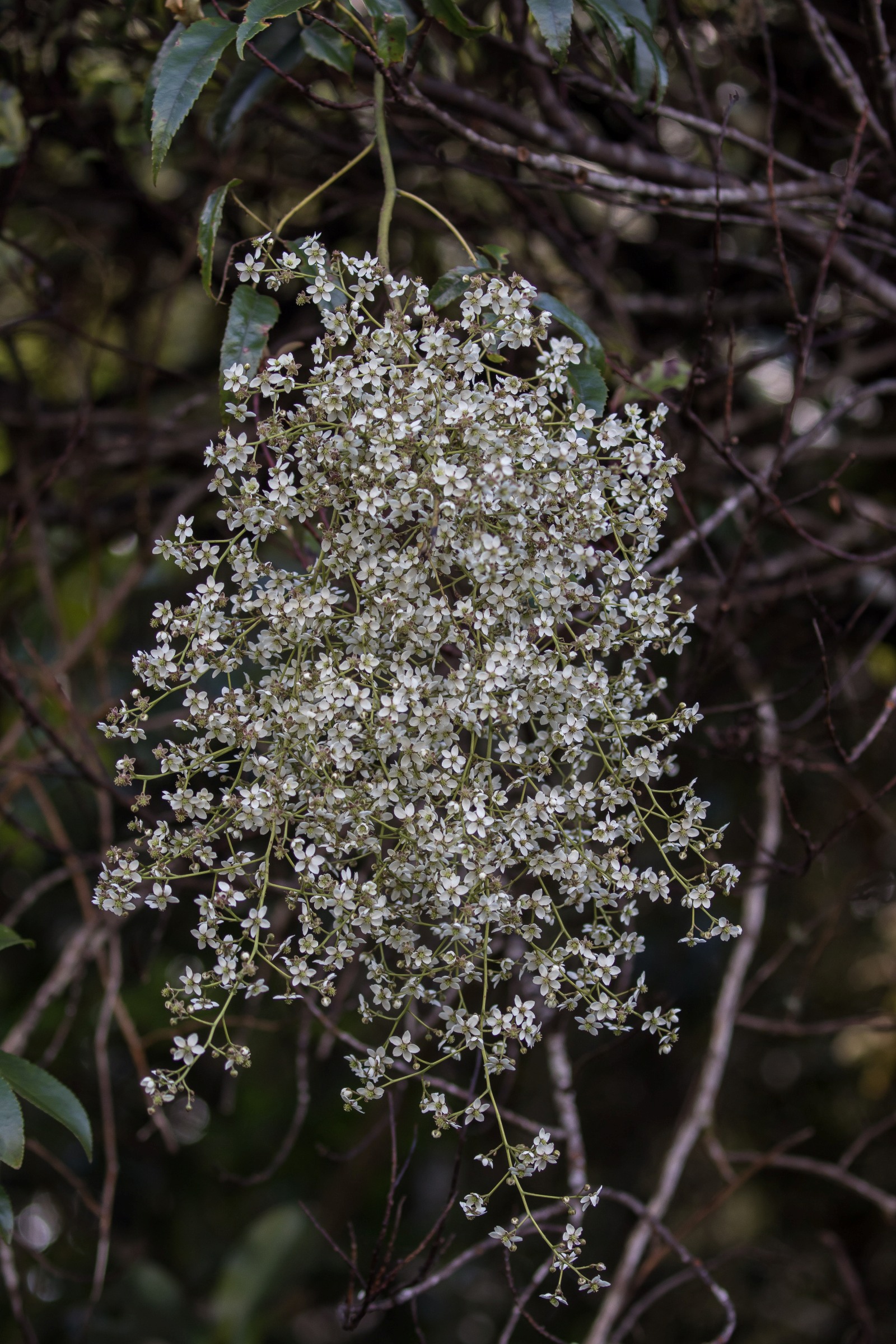 Tataramoa,Bush Lawyer,-5961.JPG