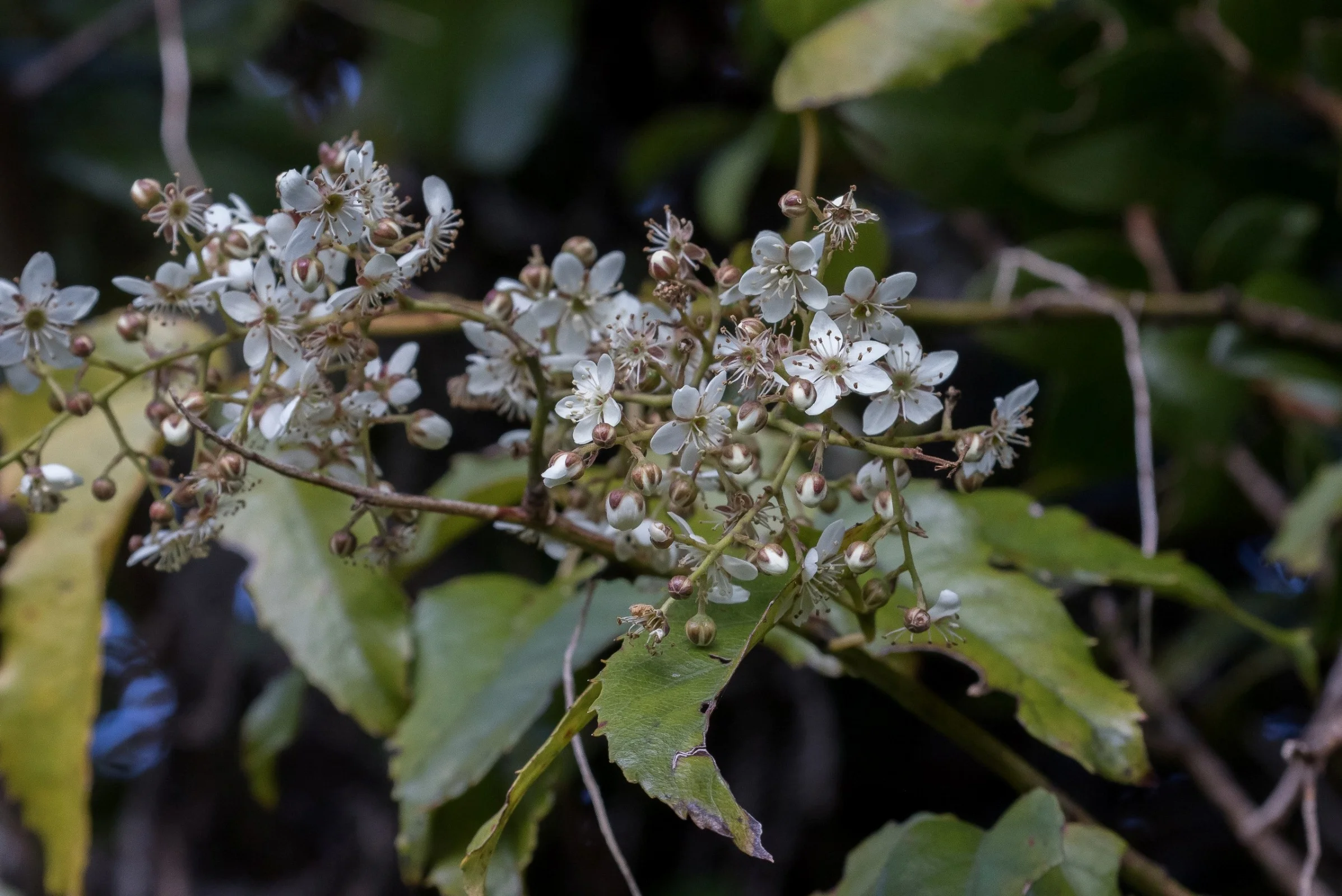 Tataramoa,Bush Lawyer,-5986.JPG