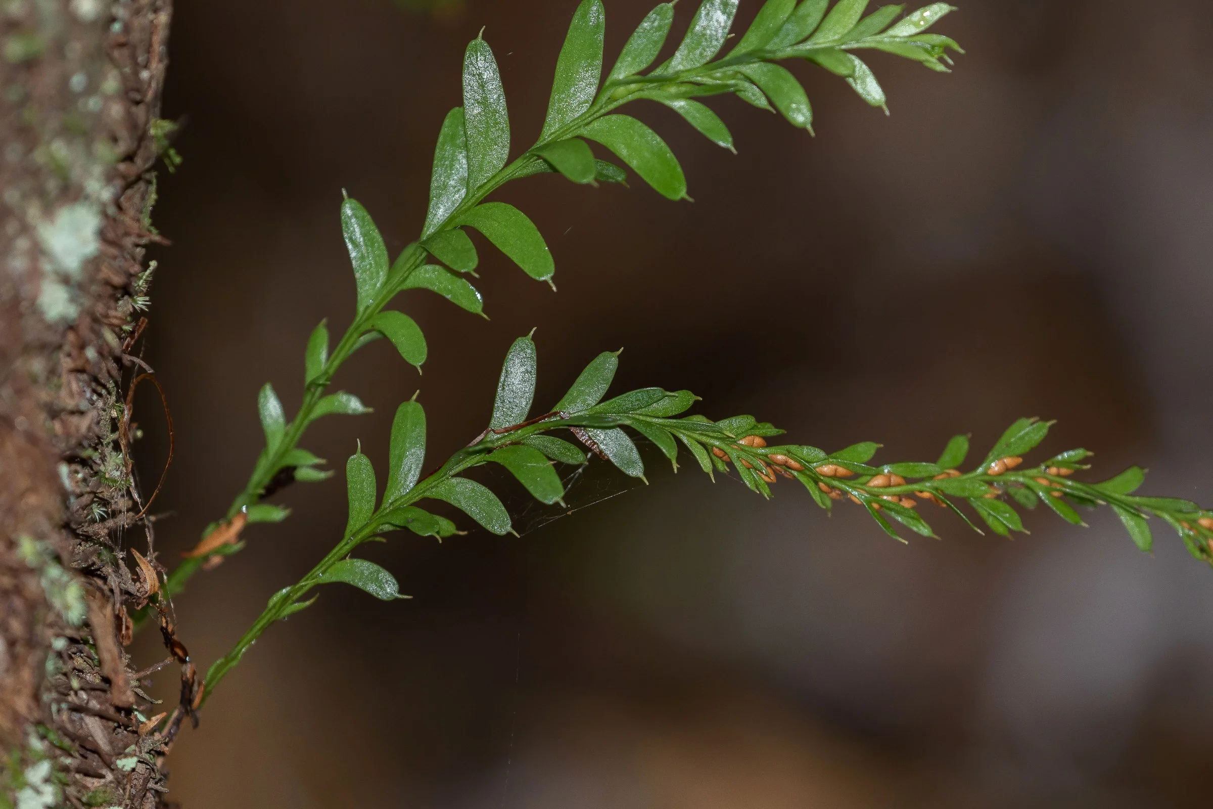 Tmesipteris,-061.JPG