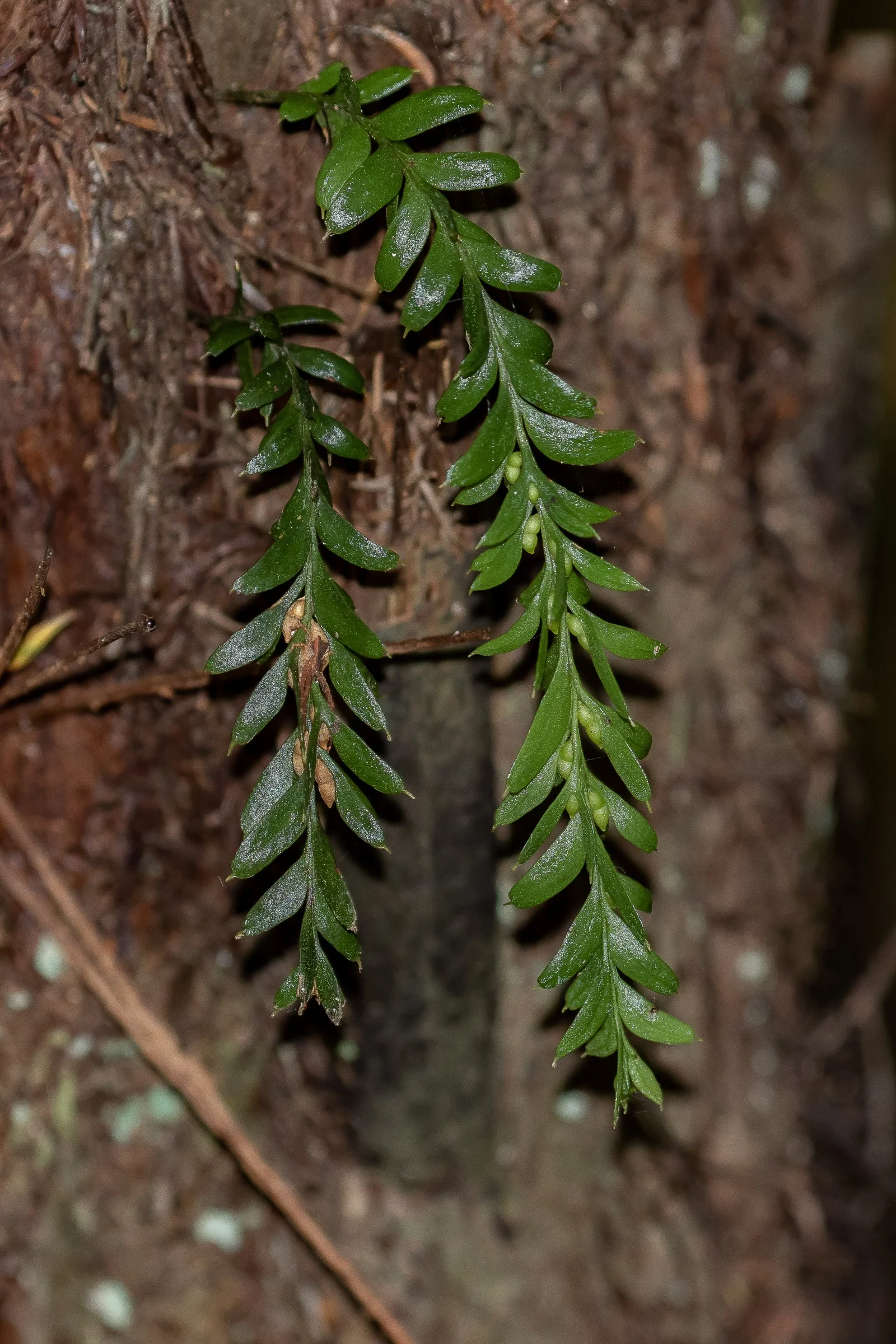 Tmesipteris,-064.JPG