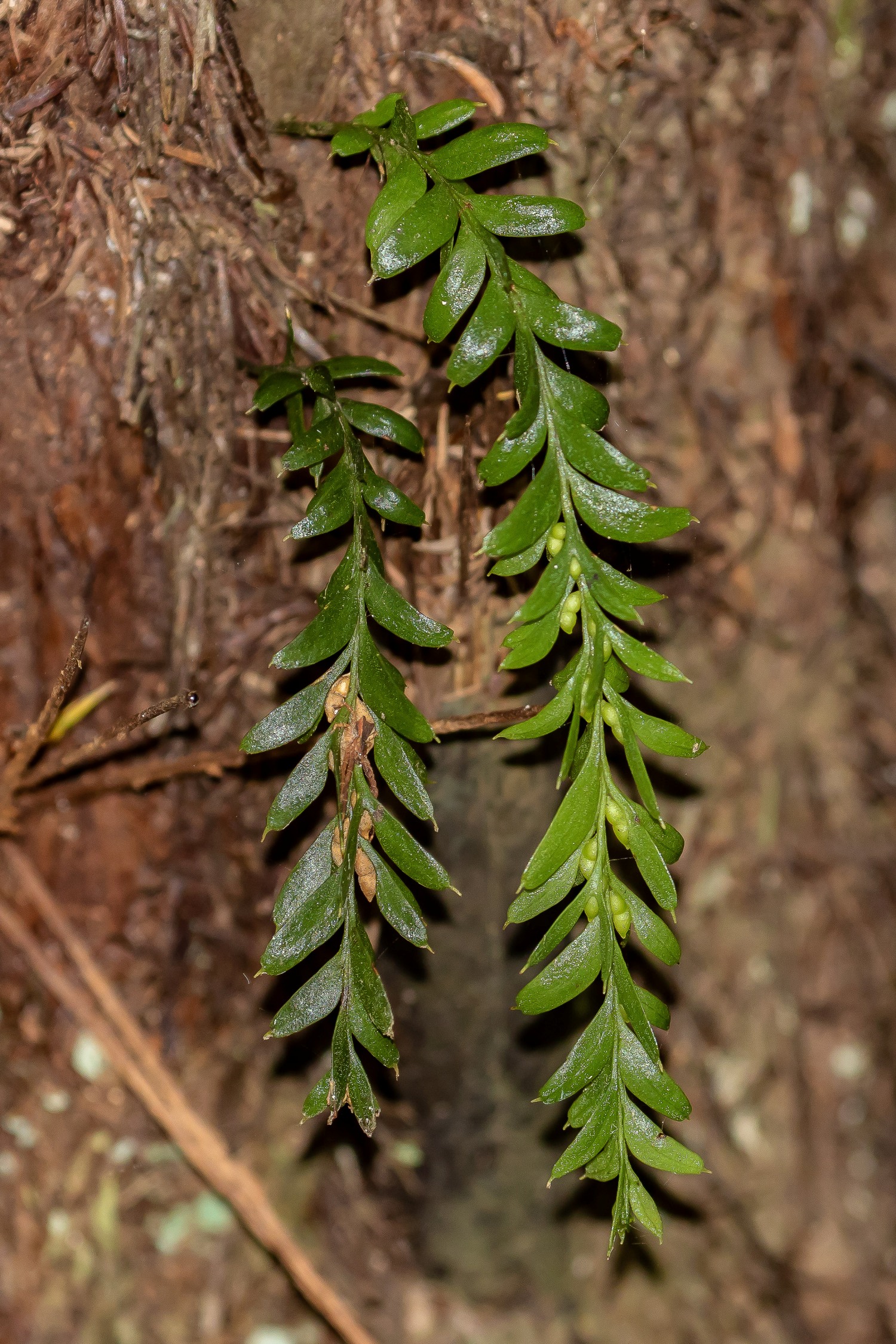 Tmesipteris,-065.JPG