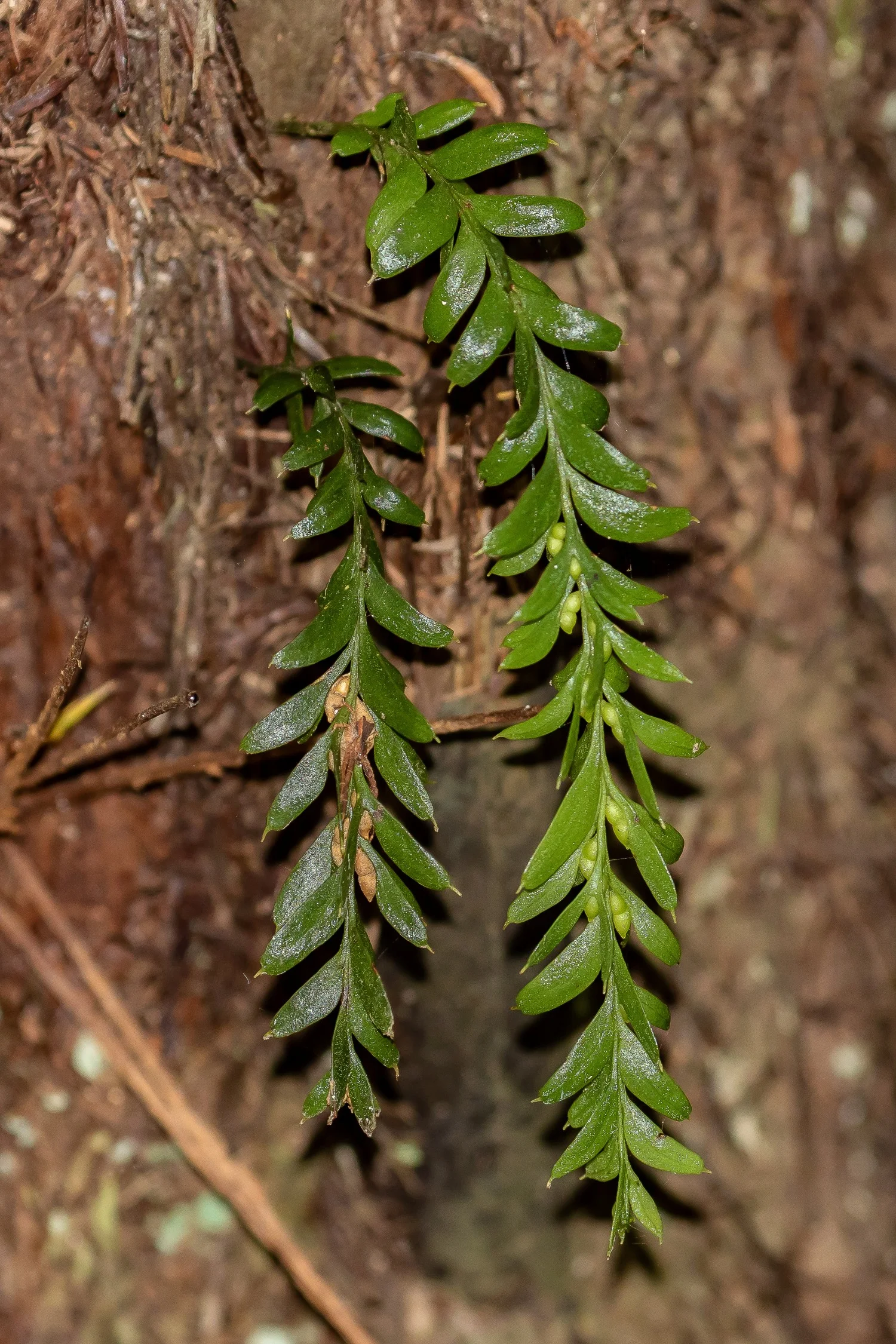 Tmesipteris,-065.JPG
