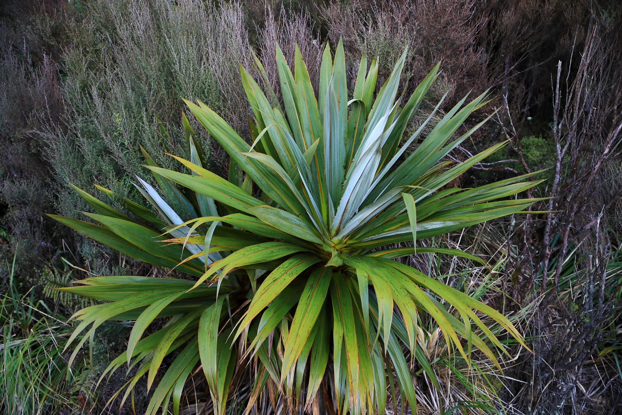 Toi,Mountain Cabbage Tree,Horopito,-423.JPG
