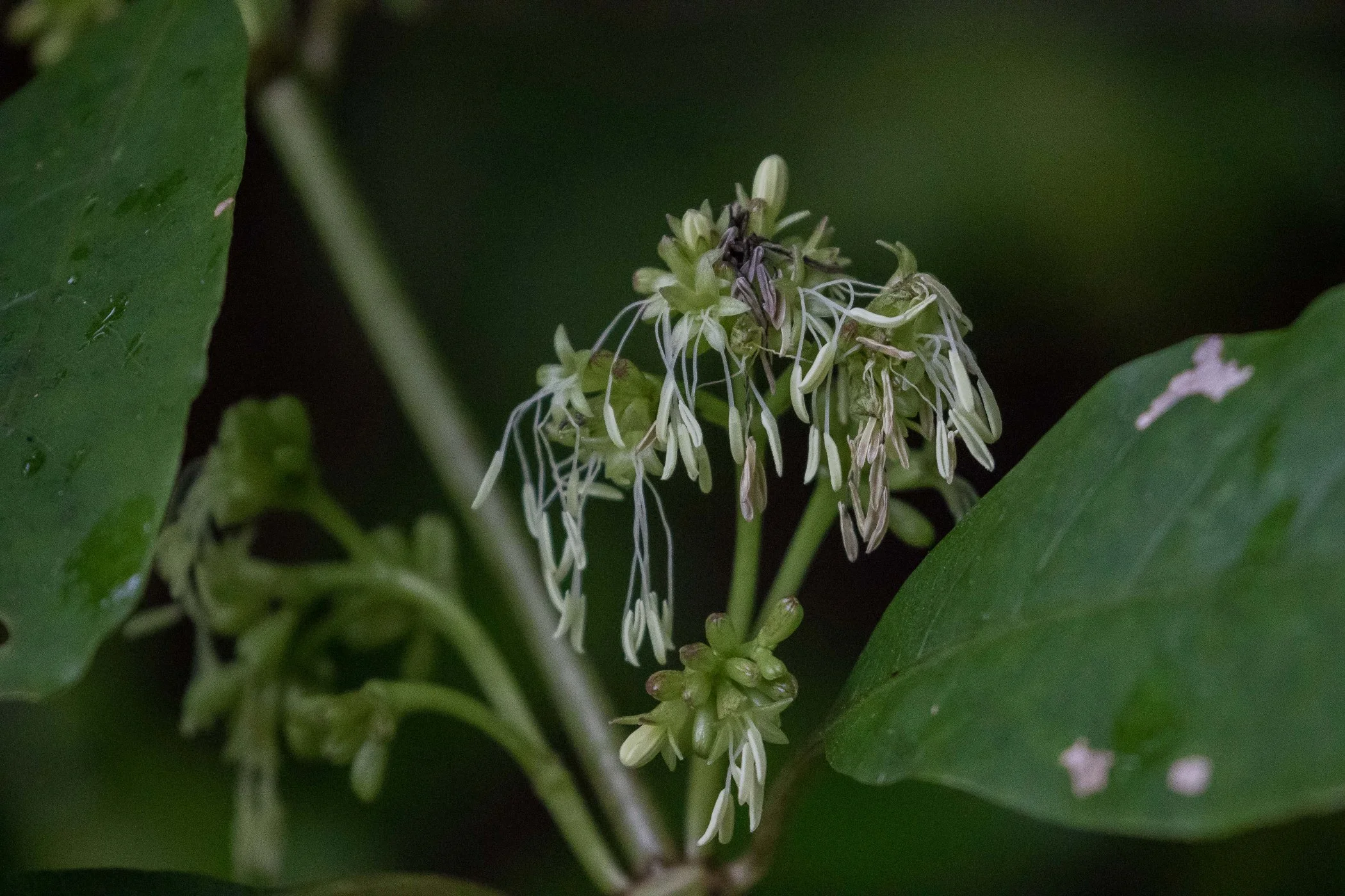 Coprosma ,d-3524.jpg