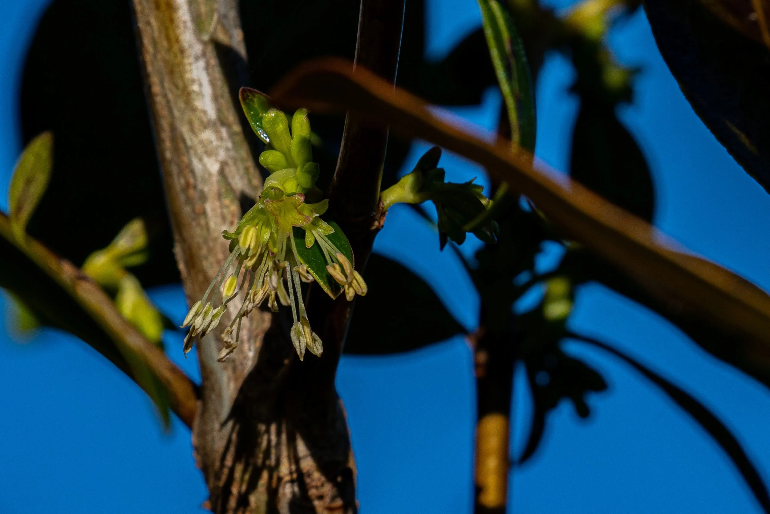 Coprosma sps,-7880.jpg