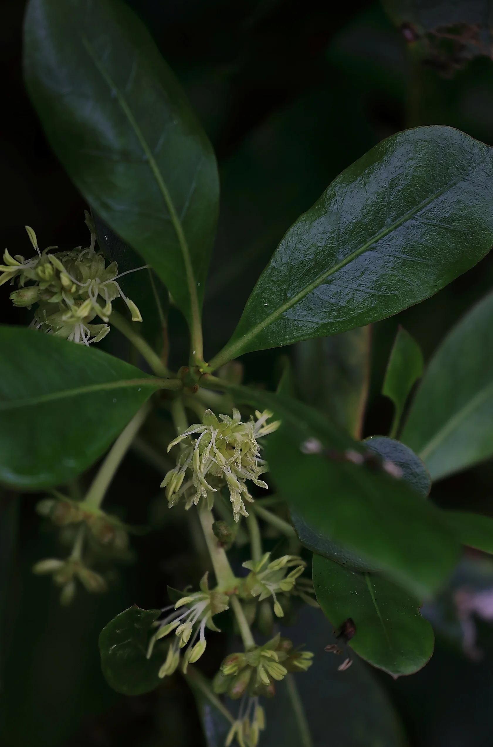 Coprosma,Lake Rerewhakaaitu,-369.JPG