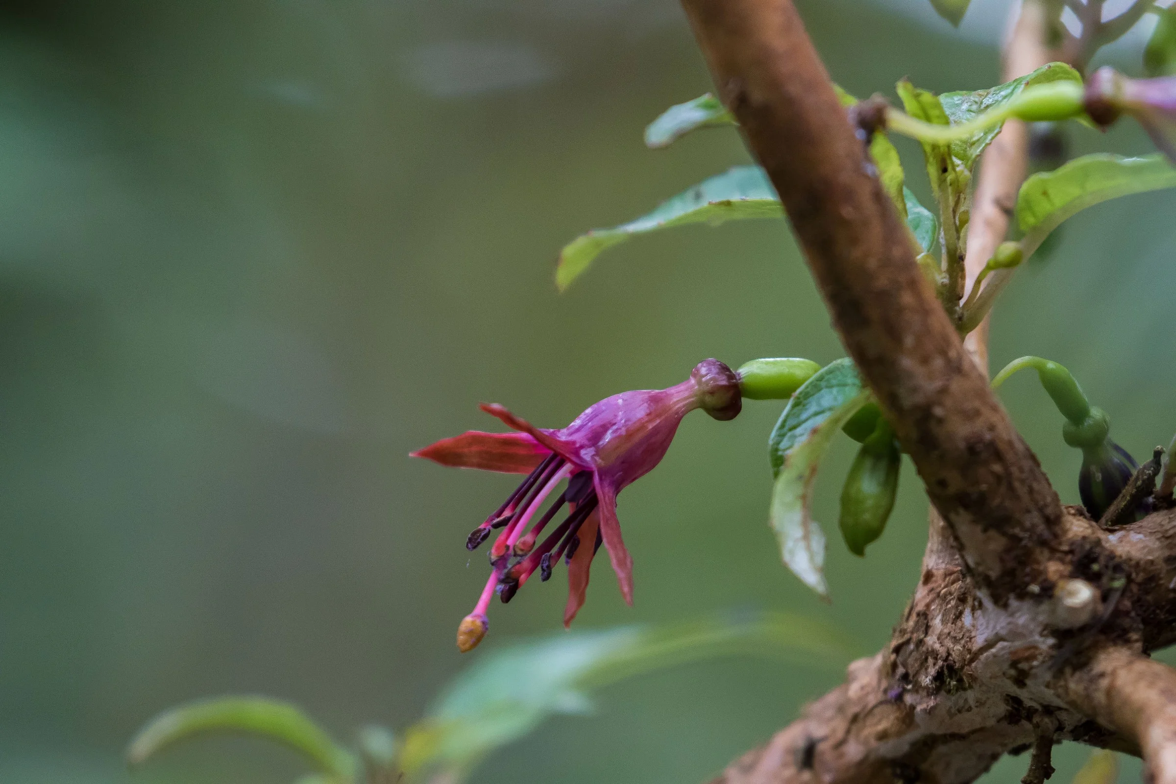 Kotukutuku,Tree Fuschia,-5952.JPG