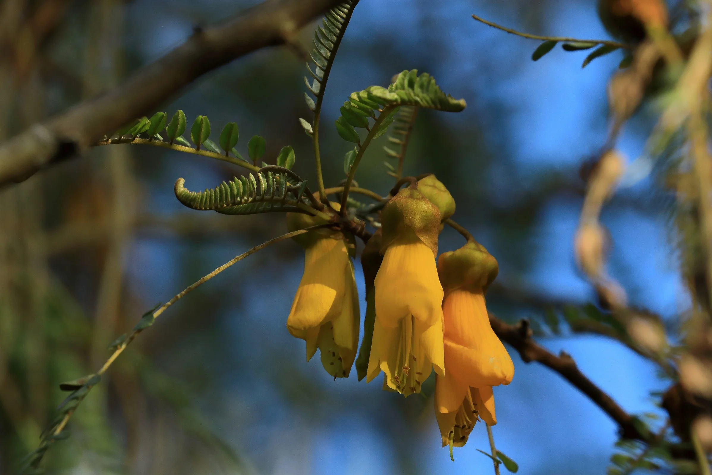 Kowhai,-152.JPG