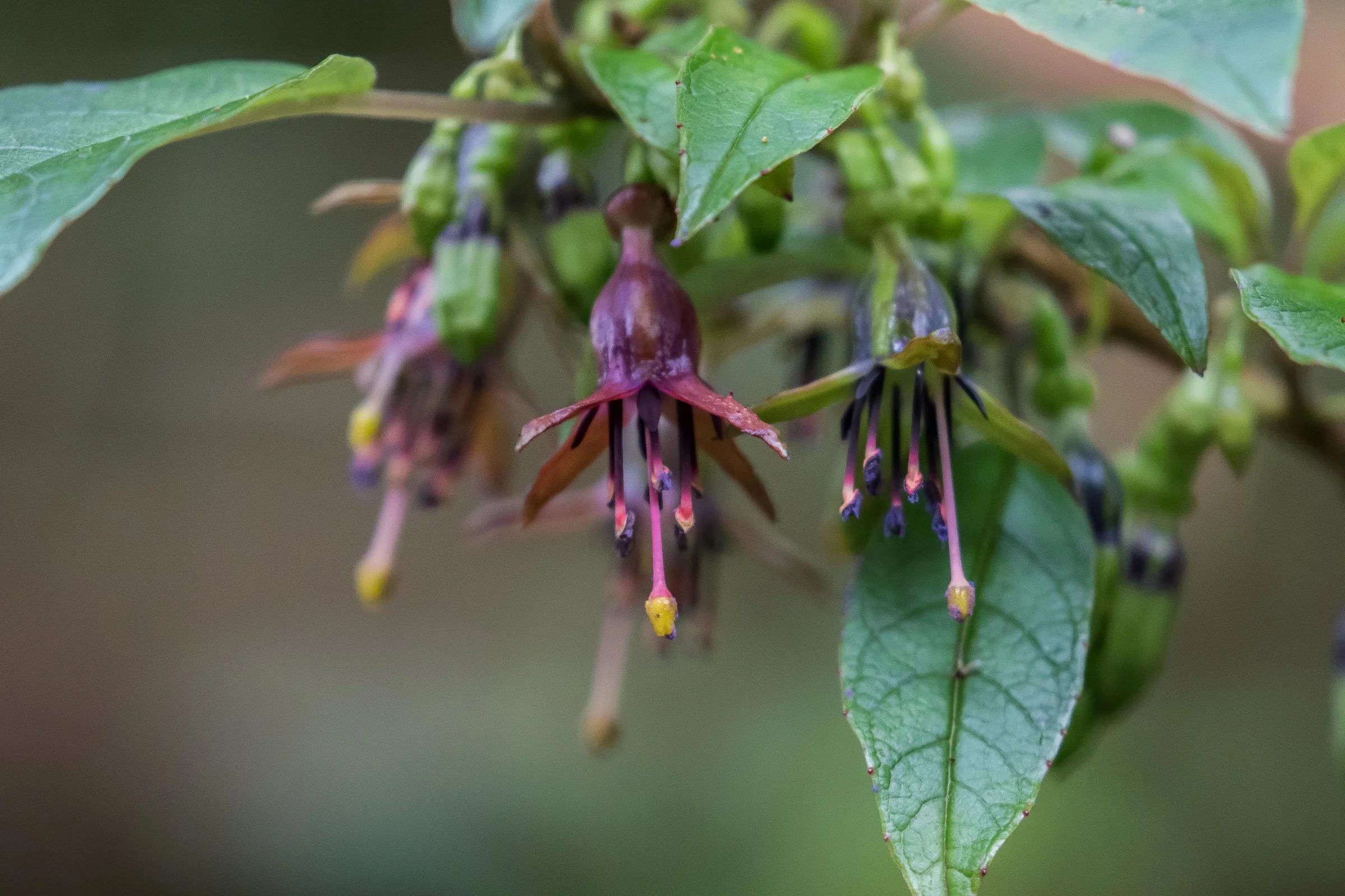 Kotukutuku,Tree Fuschia,-5954.JPG