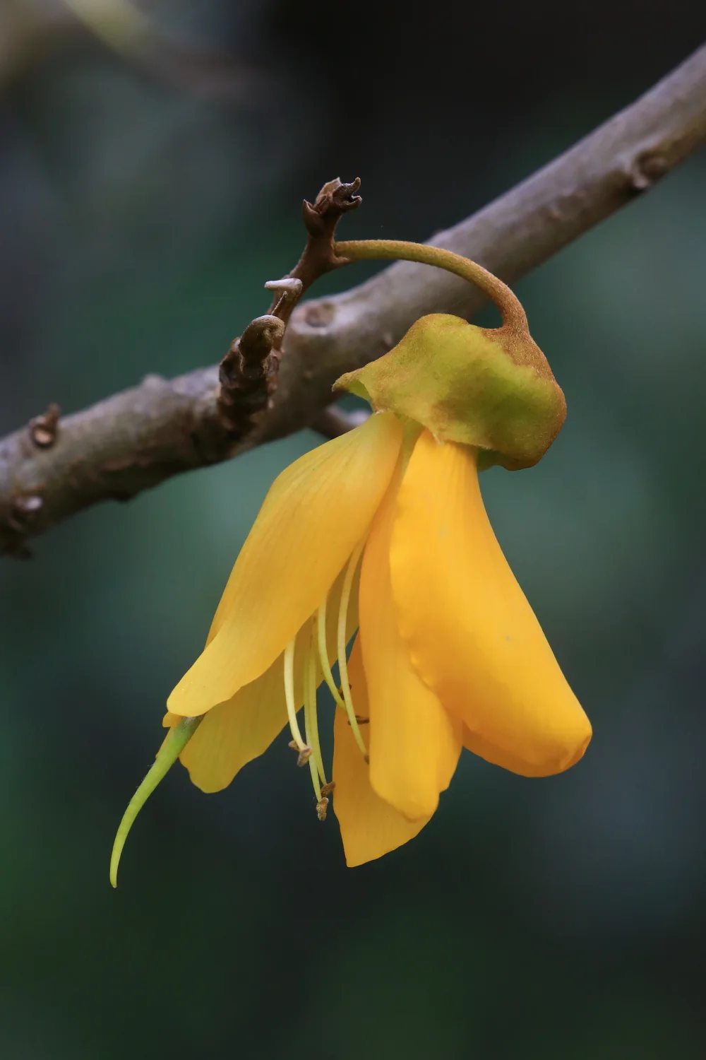 Kowhai,390.JPG