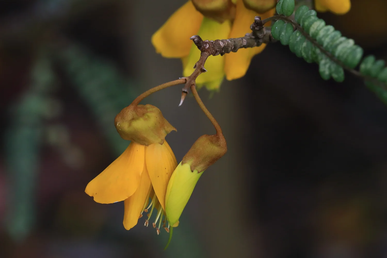 Kowhai,396.JPG
