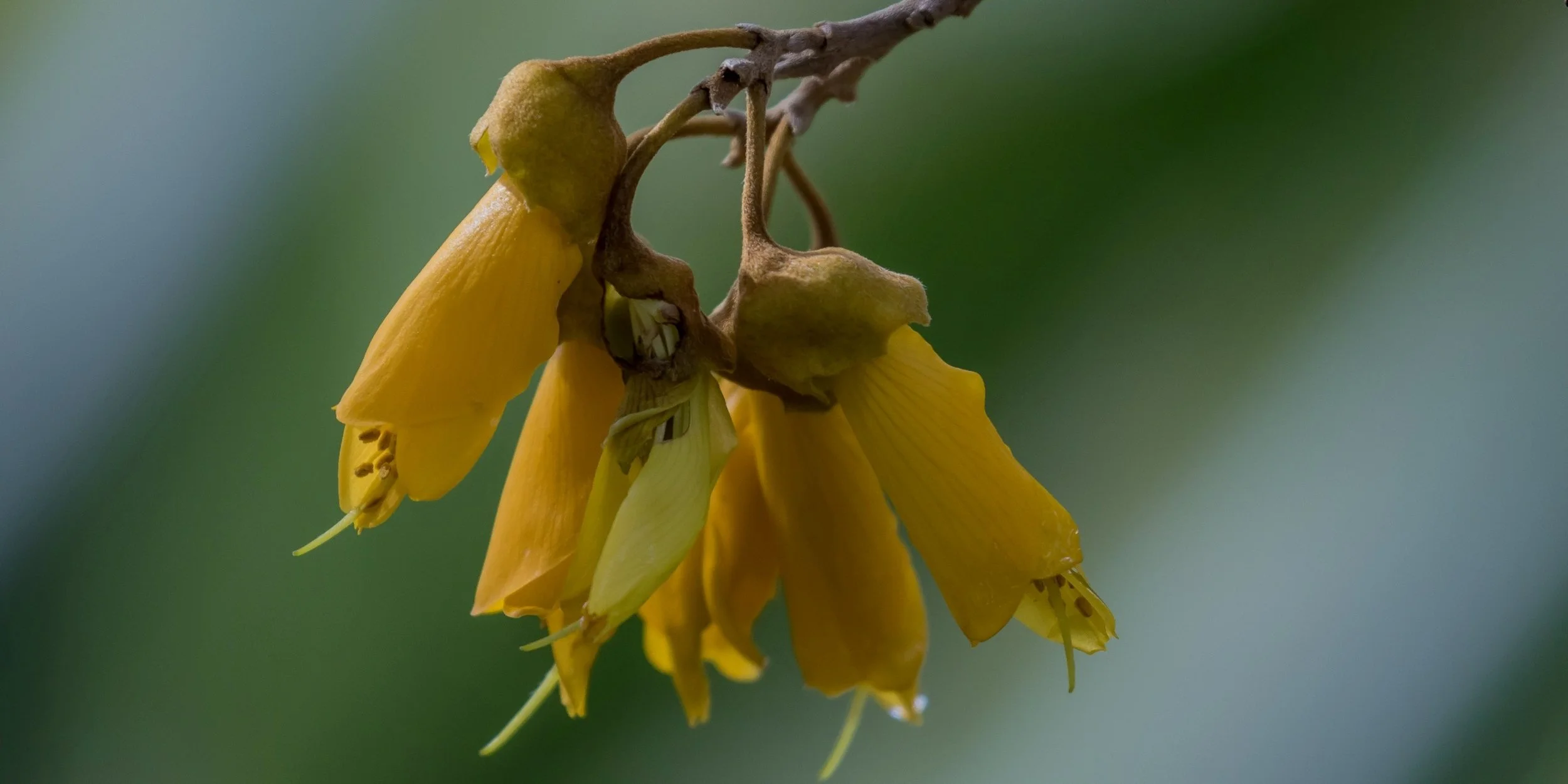 Kowhai,-5870.JPG