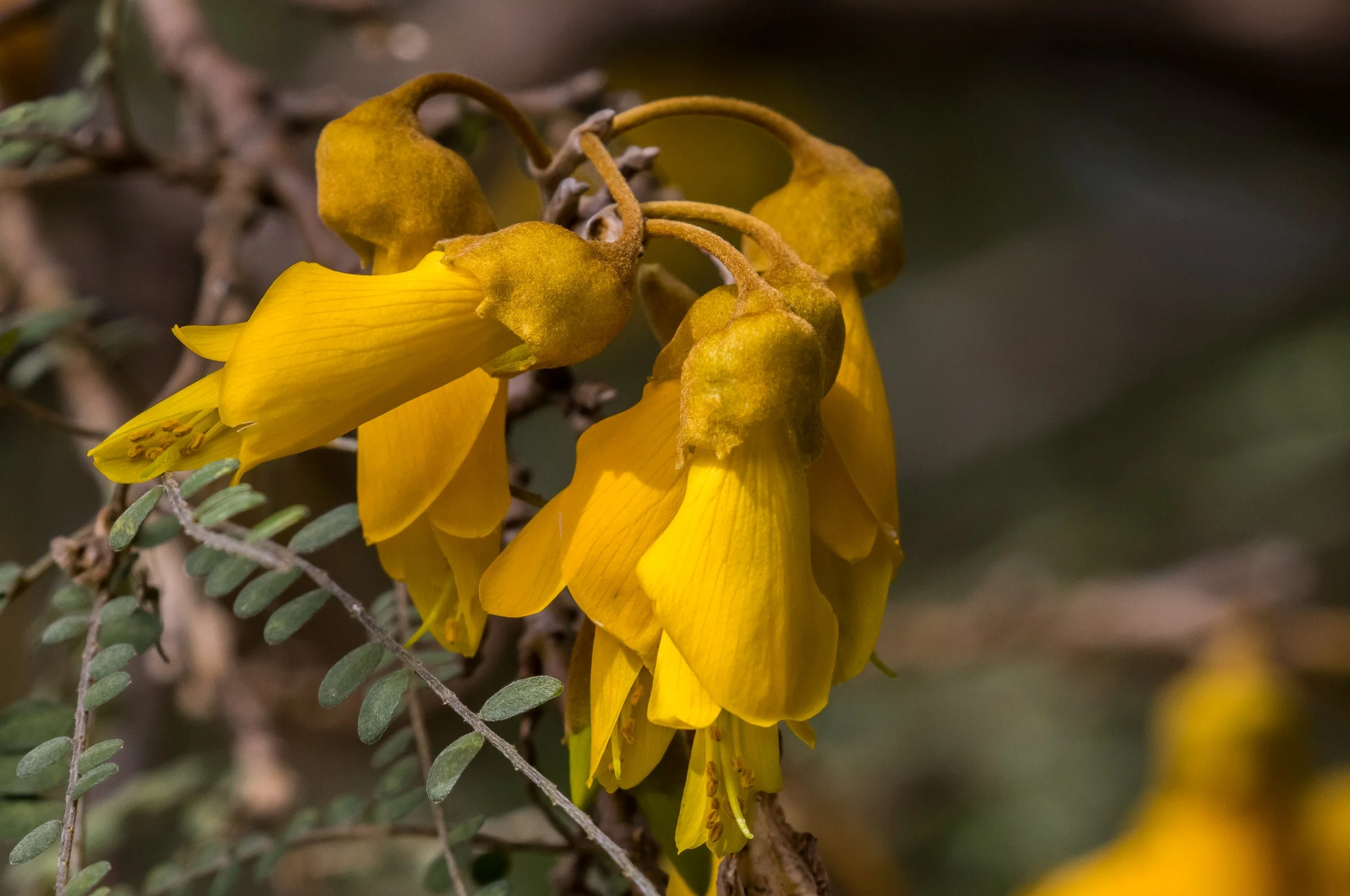 Kowhai,-5884.JPG