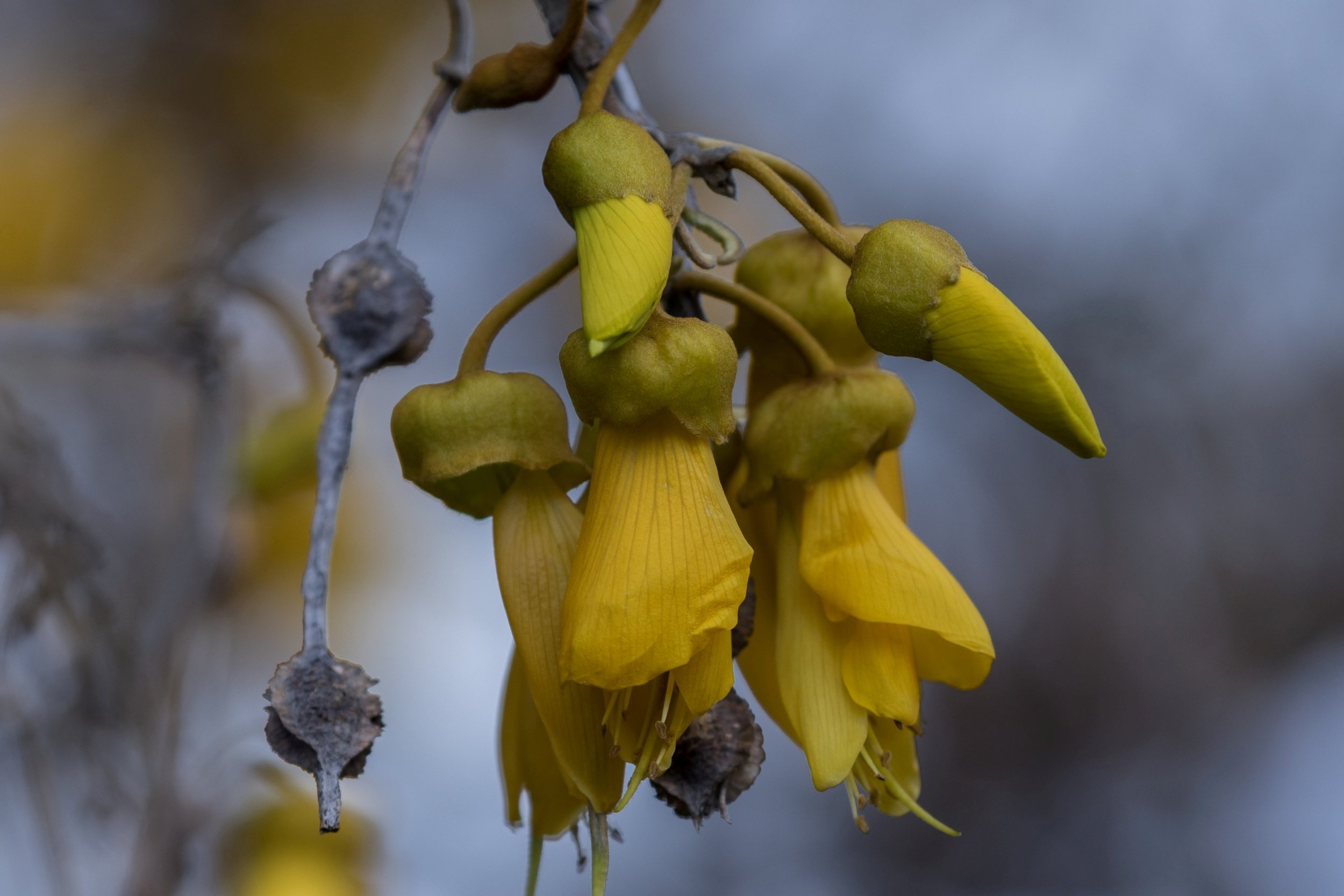 Kowhai,-5892.JPG