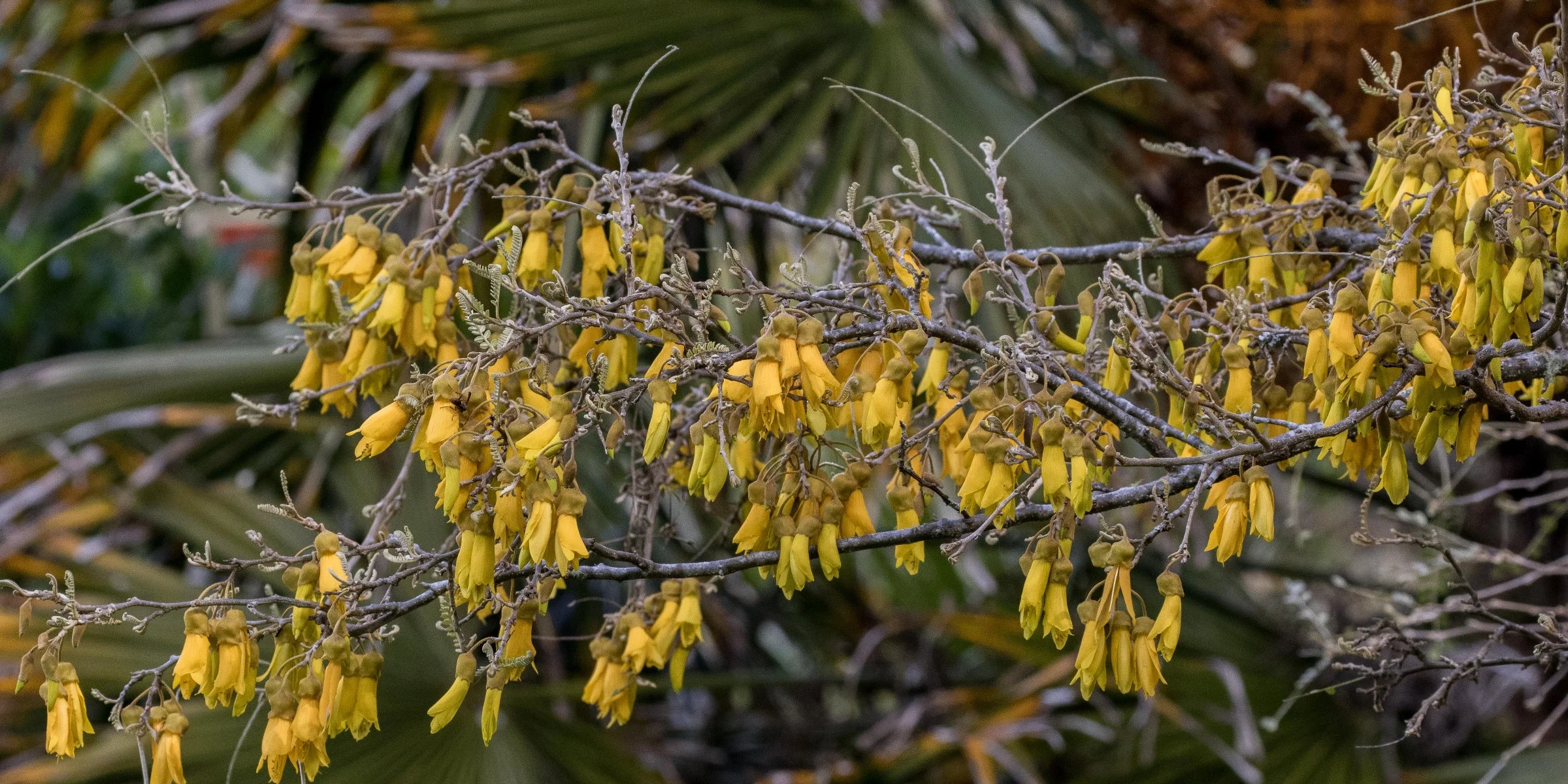 Kowhai-5792.JPG