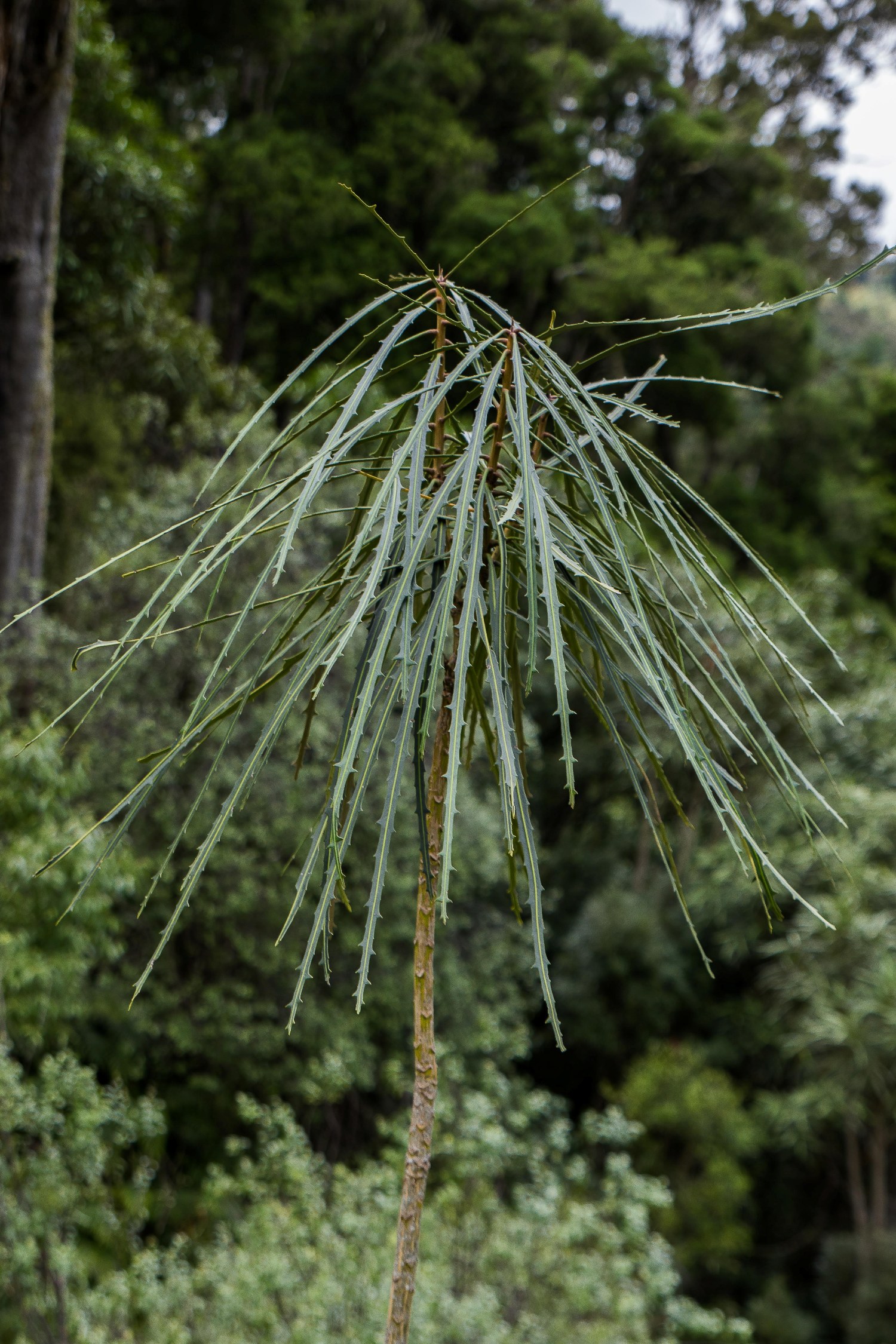 Lancewood,Pohokura,Hawkes Bay,-252.JPG