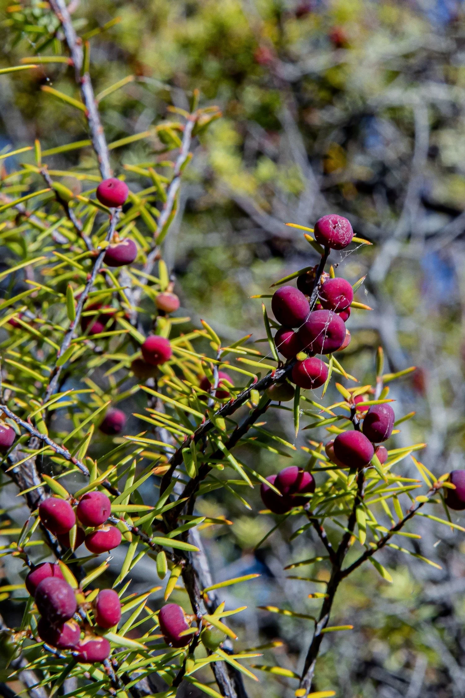 Mingimingi,Waikawa Bay,Karaka Point,-219.JPG