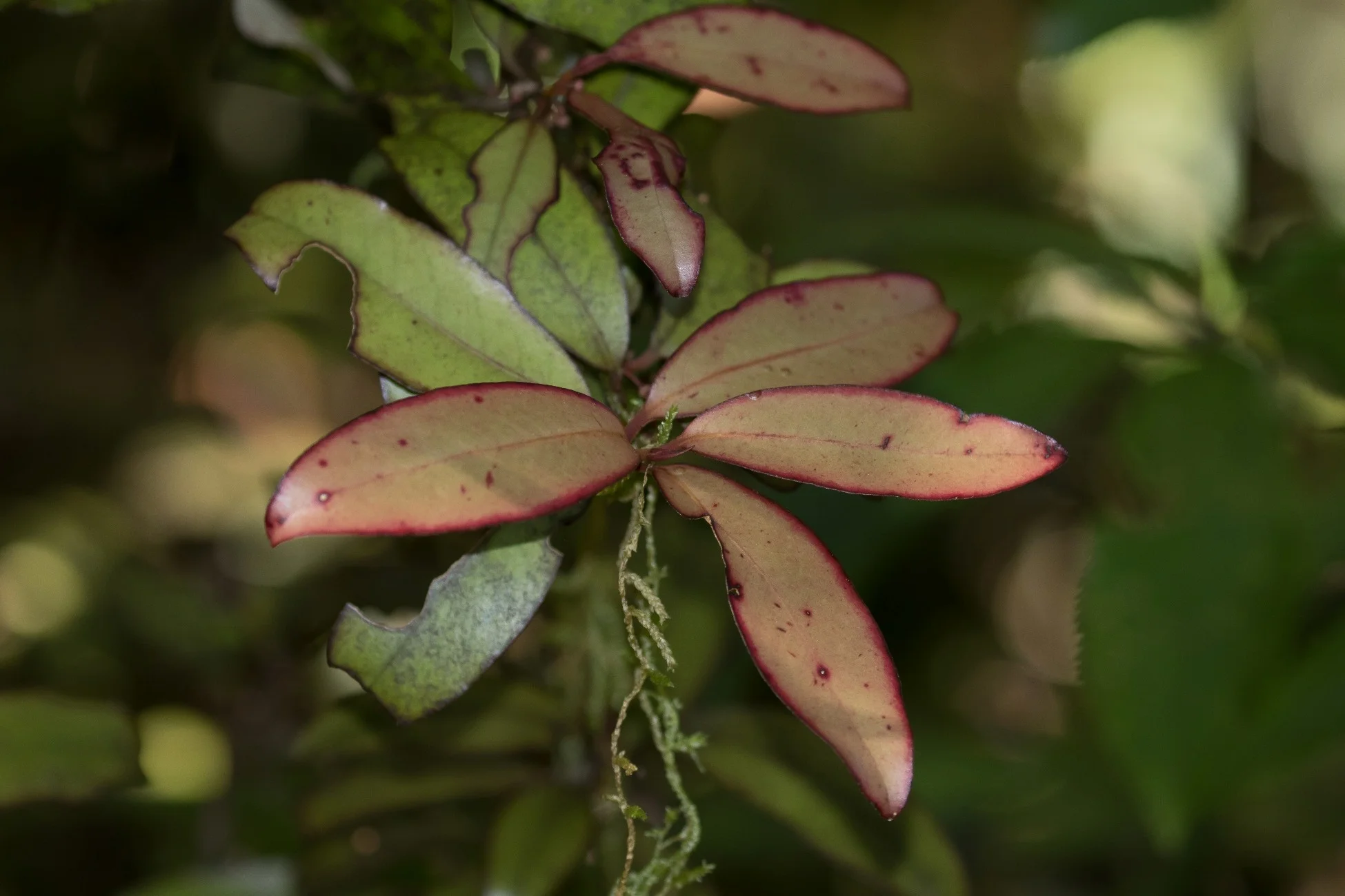 Mt Taranaki,Dawson Falls,Mountain Horopito,,-5183.JPG