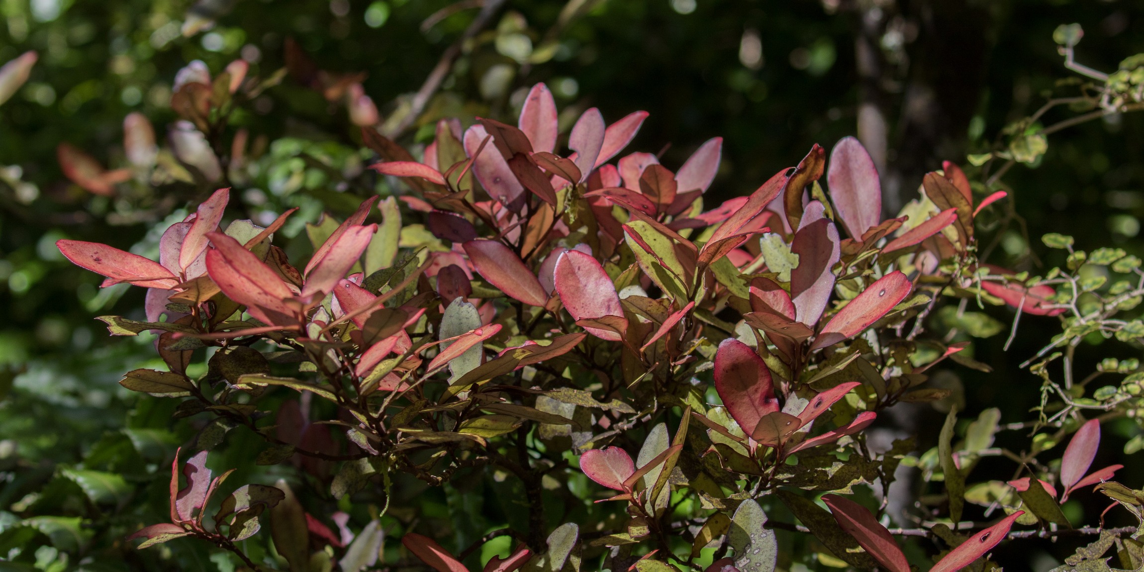 Mt Taranaki,Dawson Falls,Mountain Horopito,,-5185.JPG