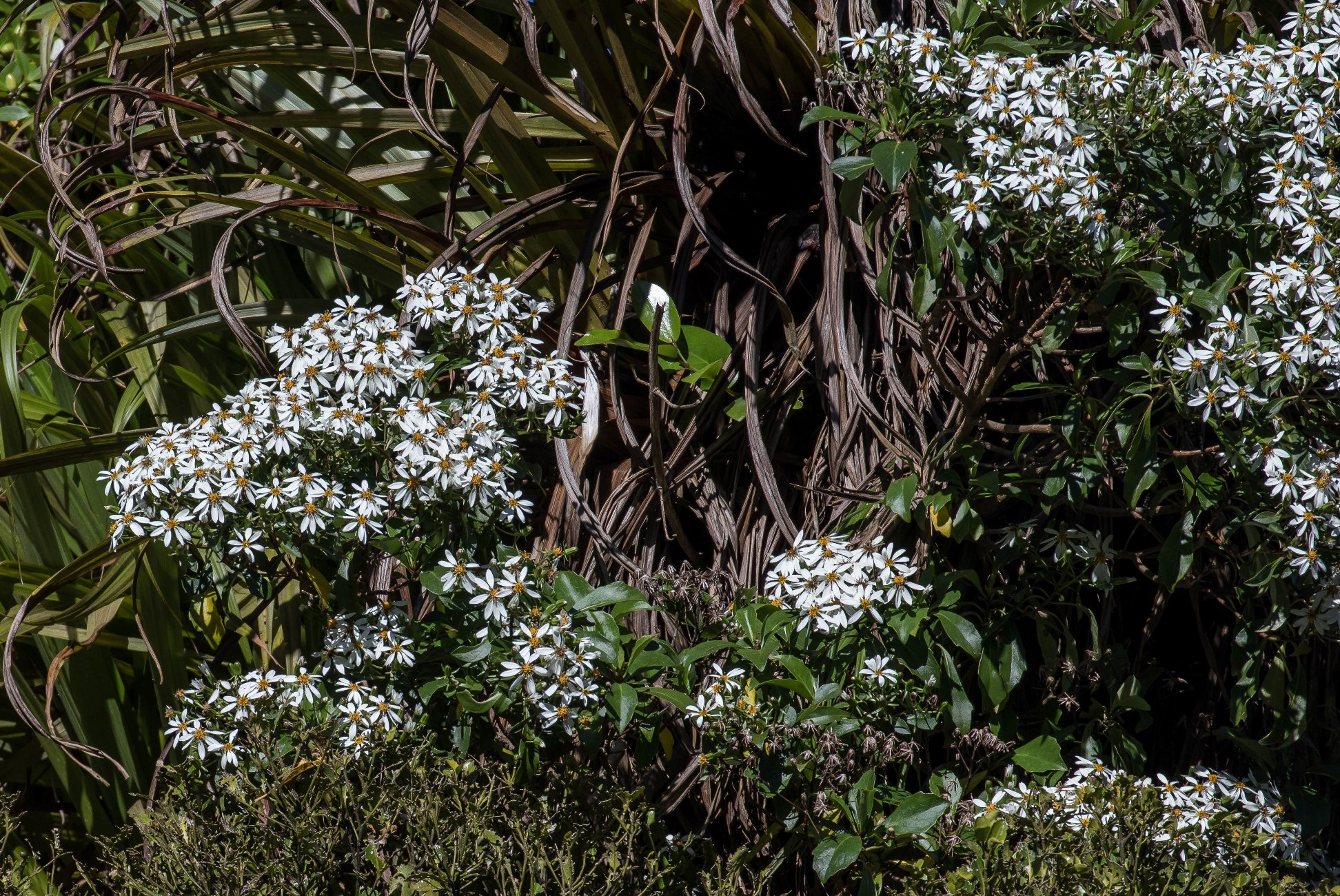 Olearia,Waikato,-4983.JPG