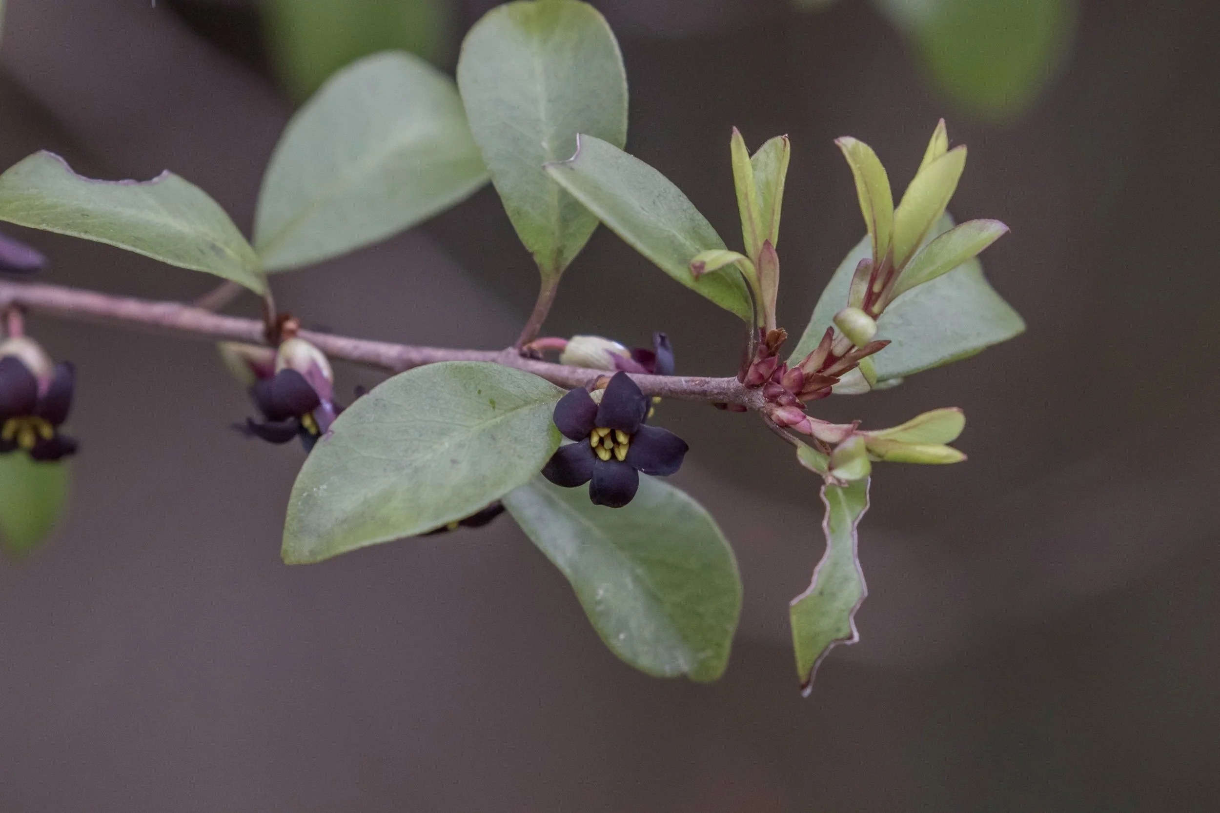 Pittosporum tenuifolium,-6024.JPG