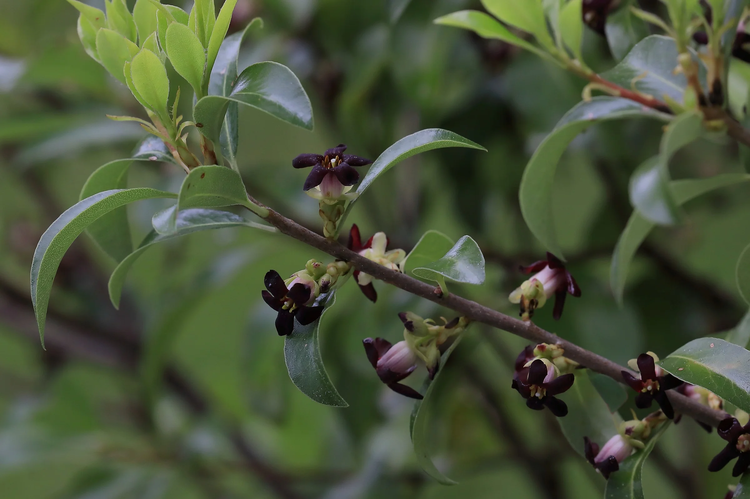 Pittosporum,-044.JPG