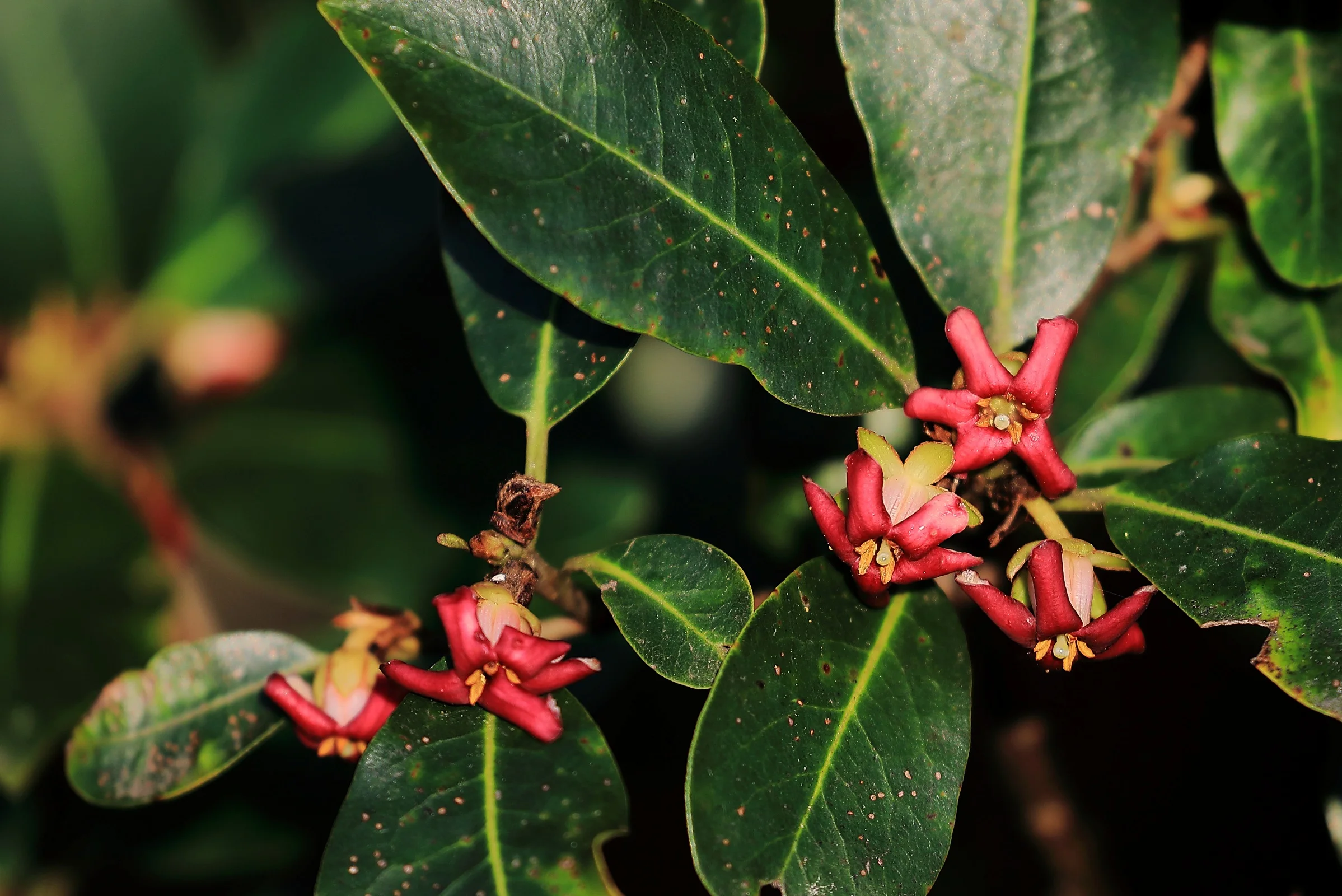 Pittosporum,Horopito,-456.JPG
