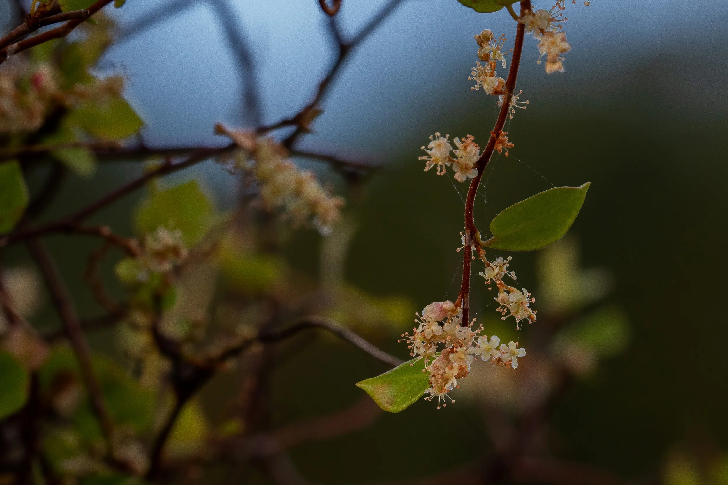 Pohuehue,Shakespear Regional Park,-128.JPG