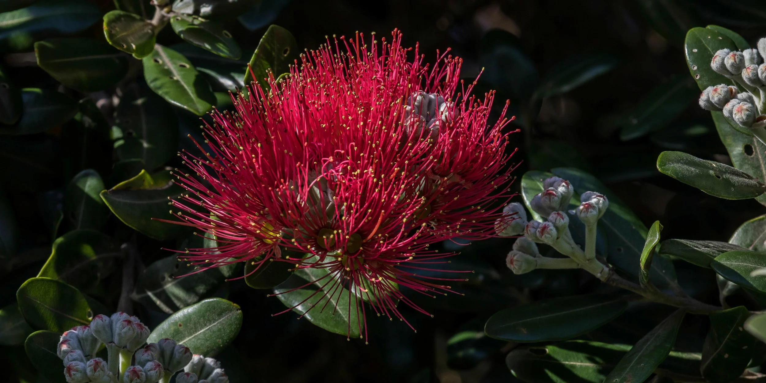 Pohutukawa,-004.JPG