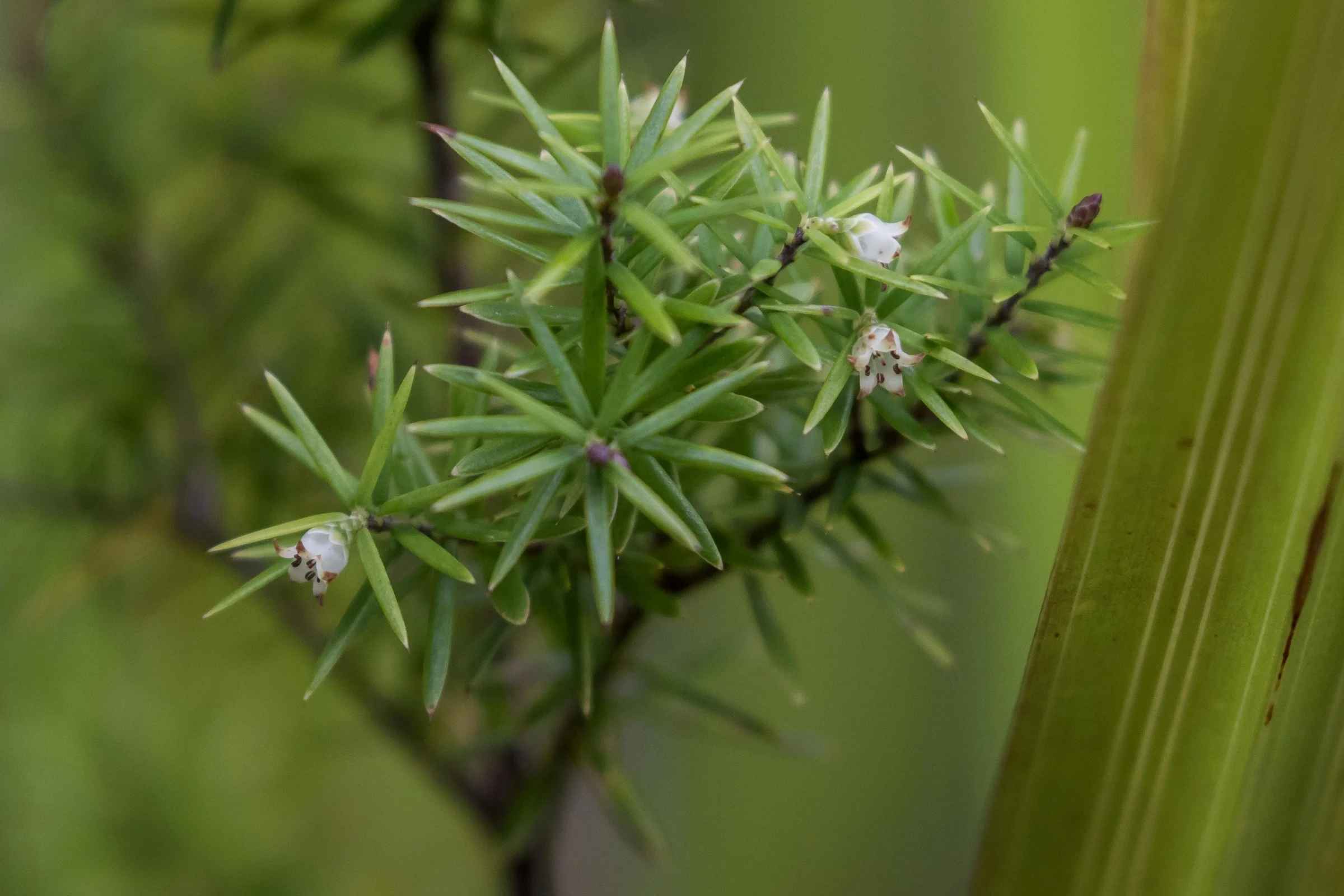 Prickly Mingimingi,-6053.JPG