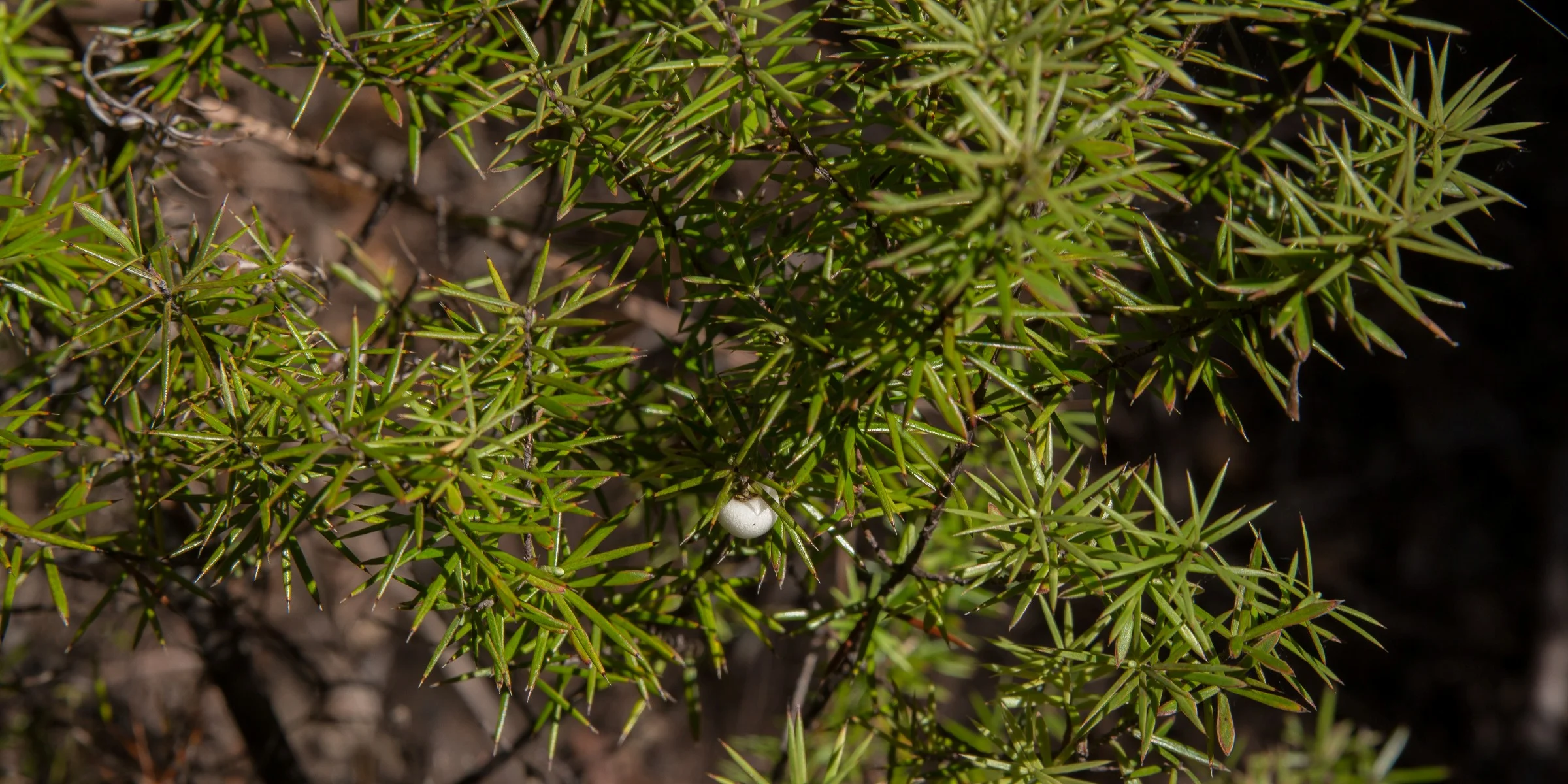 Prickly Mingimingi,d-4885.jpg