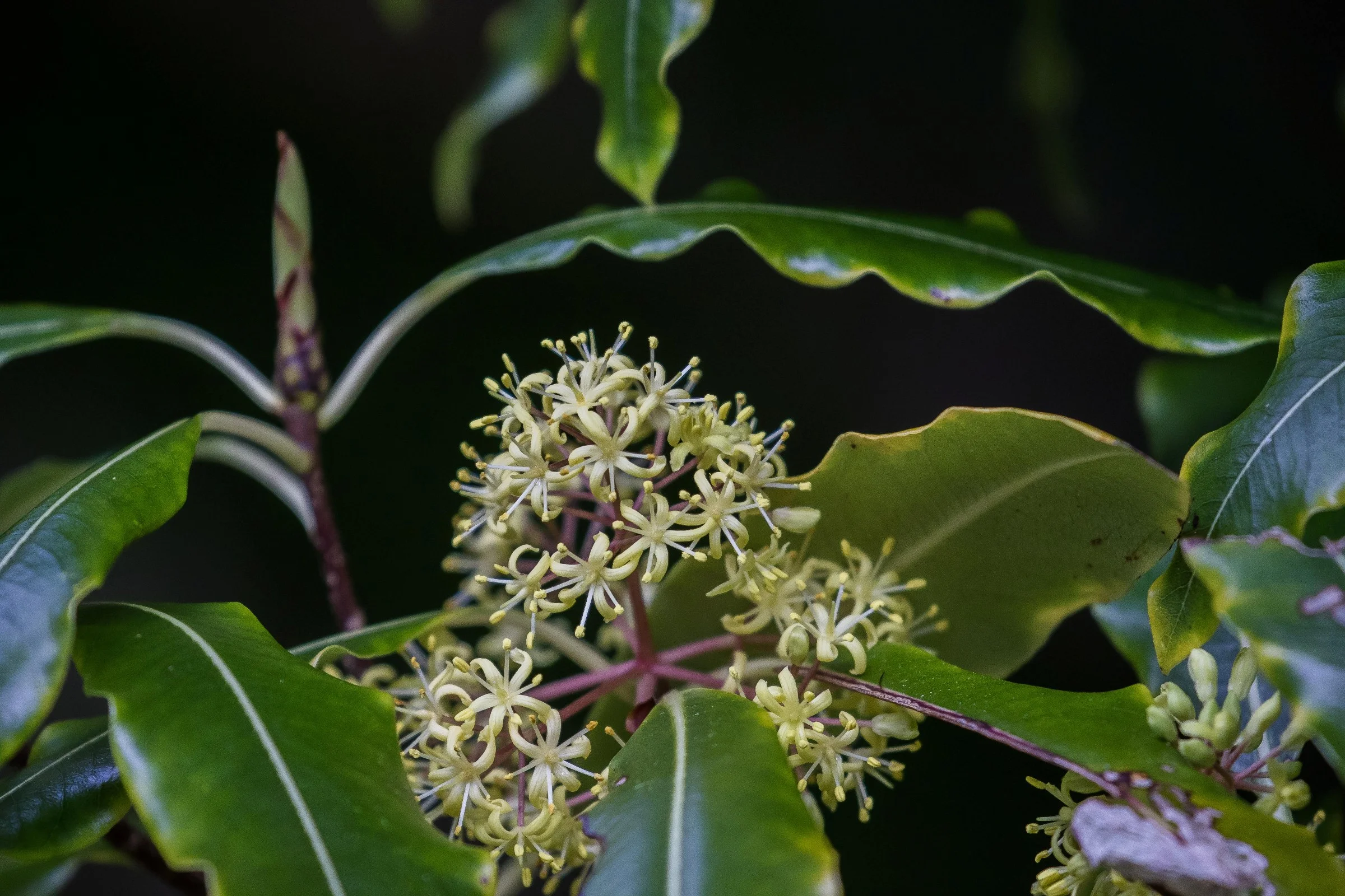 Tarata,Pittosporum eugenoides,-6055.JPG