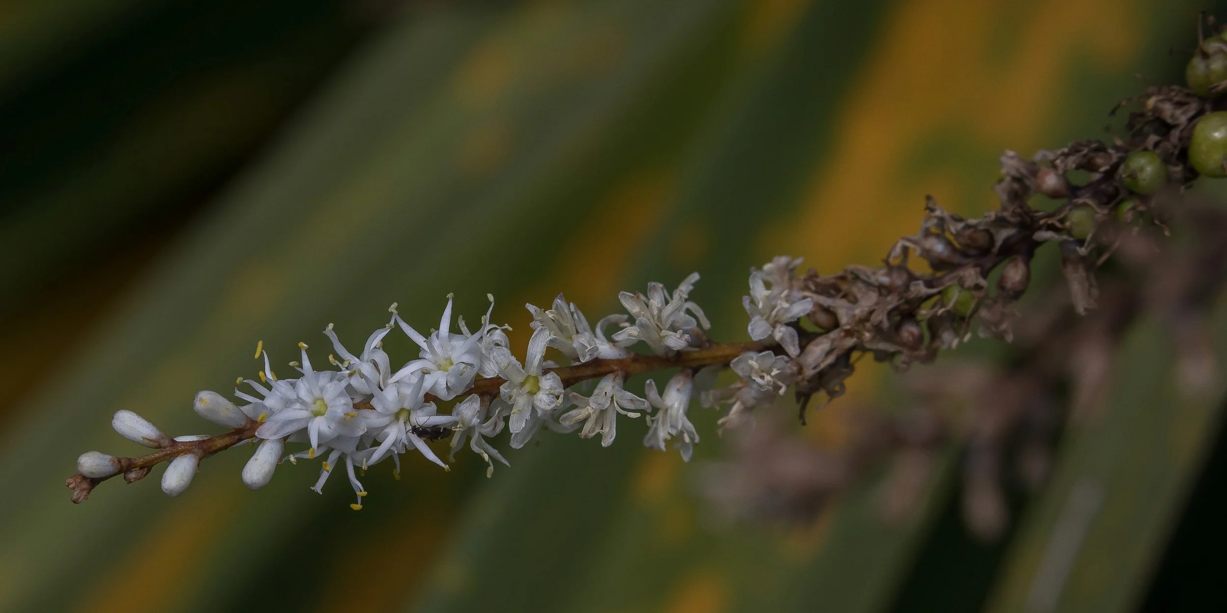 Cabbage Tree,Ti kouka,-177.JPG