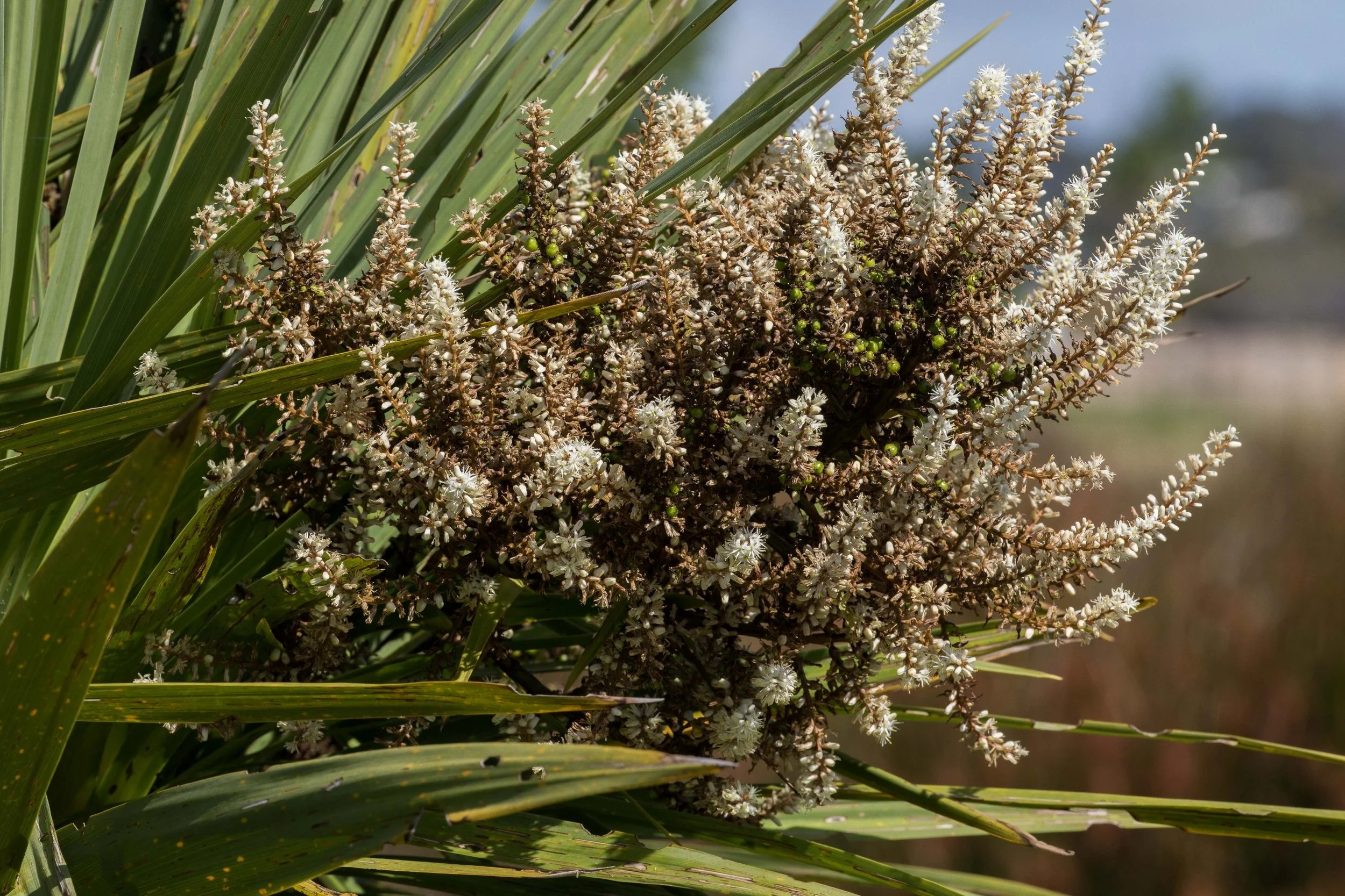 Cabbage Tree,Ti Kouka,-203.JPG