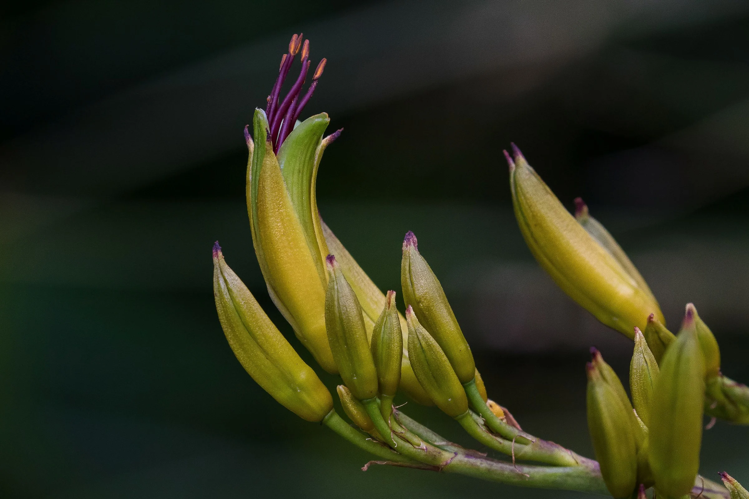 Flax Flowers,-020.JPG