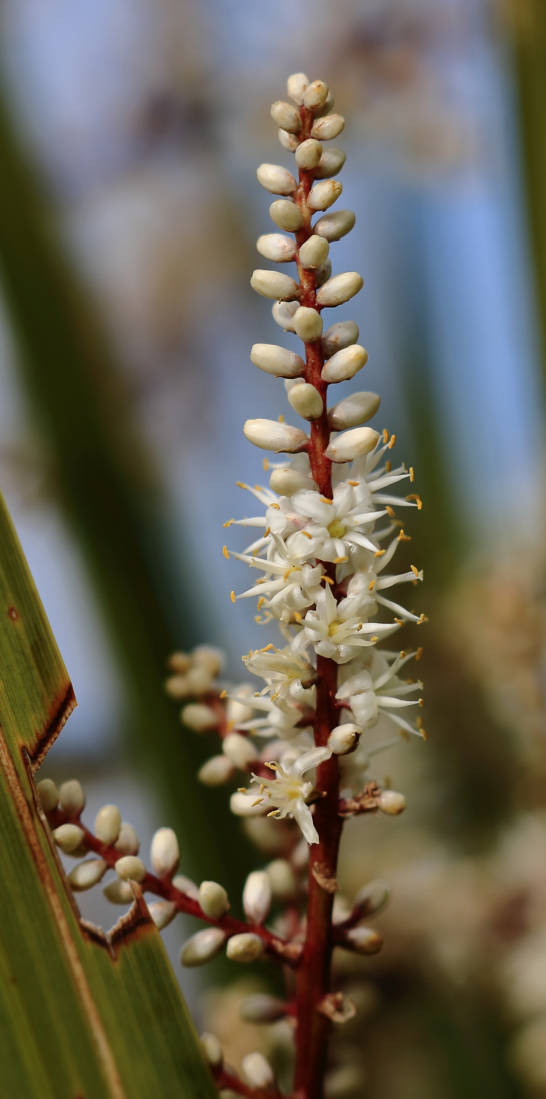 Ti Kouka,Cabbage Tree,-323.JPG