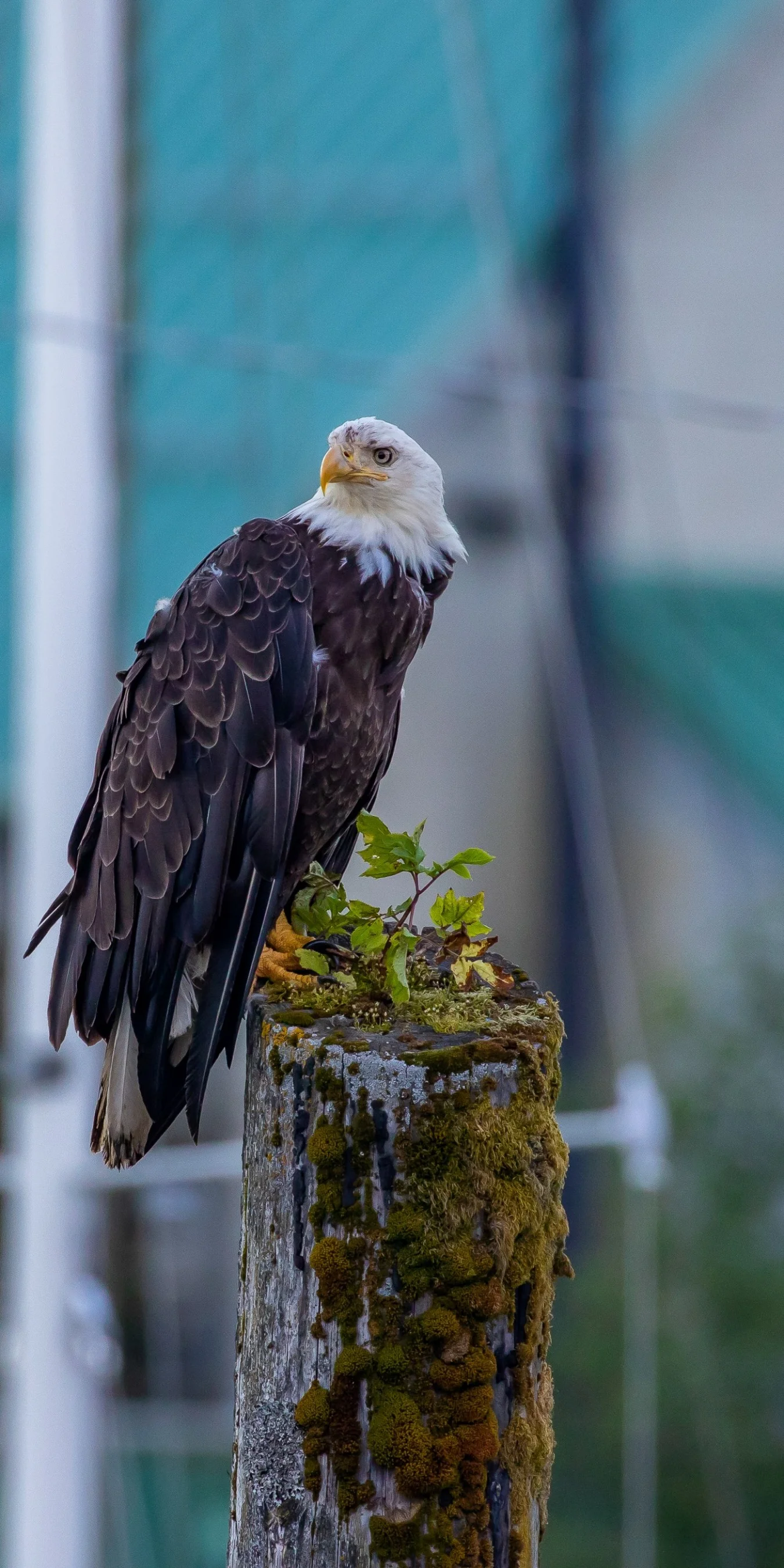 Alaska,Ketchikan,Bald Eagle,-1680.JPG