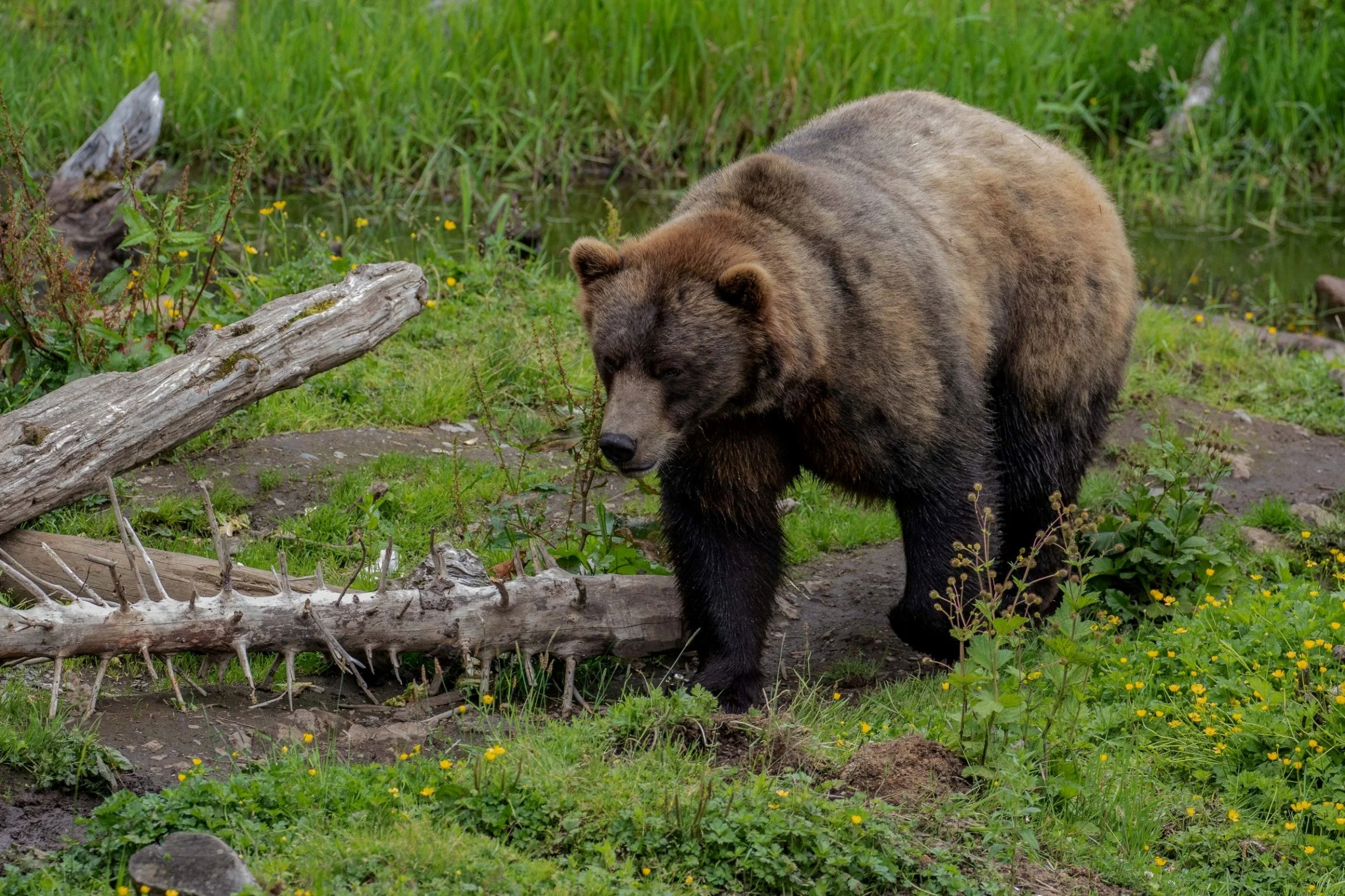 Alaska,Sitka,Alaskan Coastal Brown Bear,-352.JPG