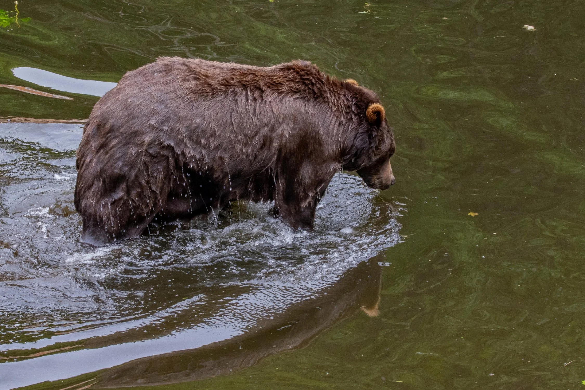 Alaska,Sitka,Alaskan Coastal Brown Bear,-364.JPG