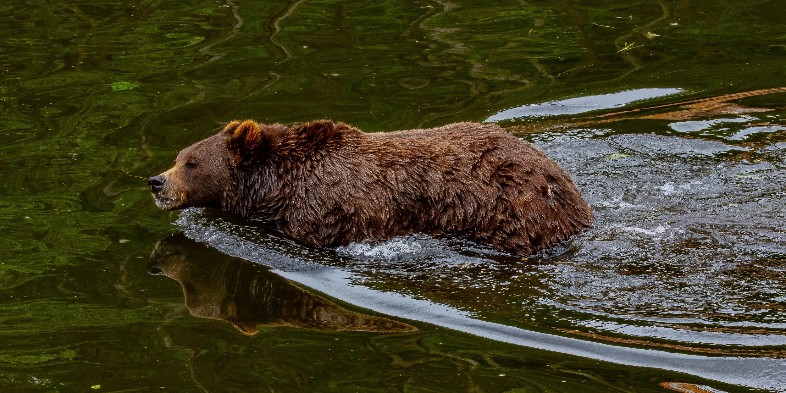 Alaska,Sitka,Alaskan Coastal Brown Bear,-375.JPG