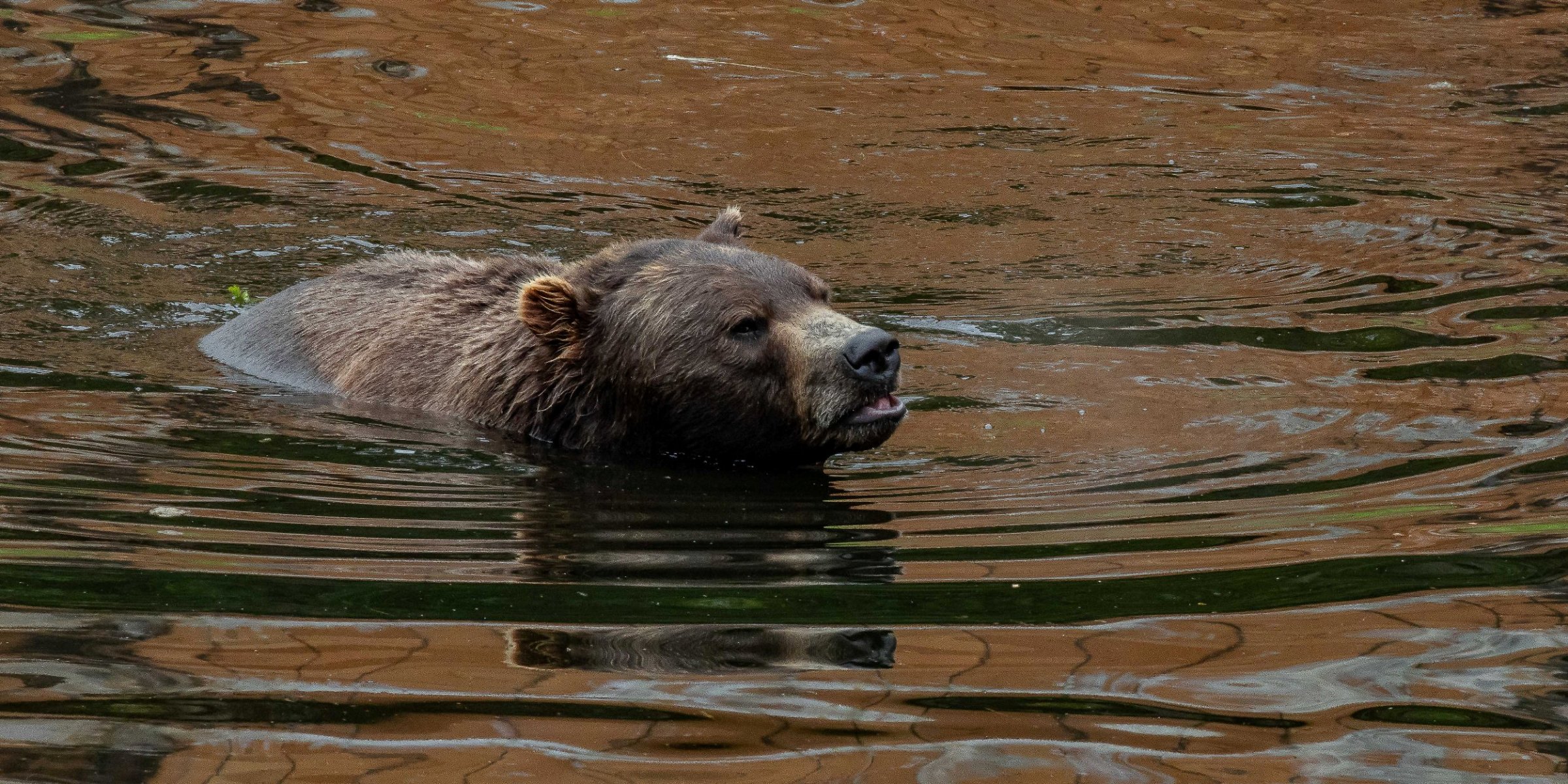 Alaska,Sitka,Alaskan Coastal Brown Bear,-378.JPG