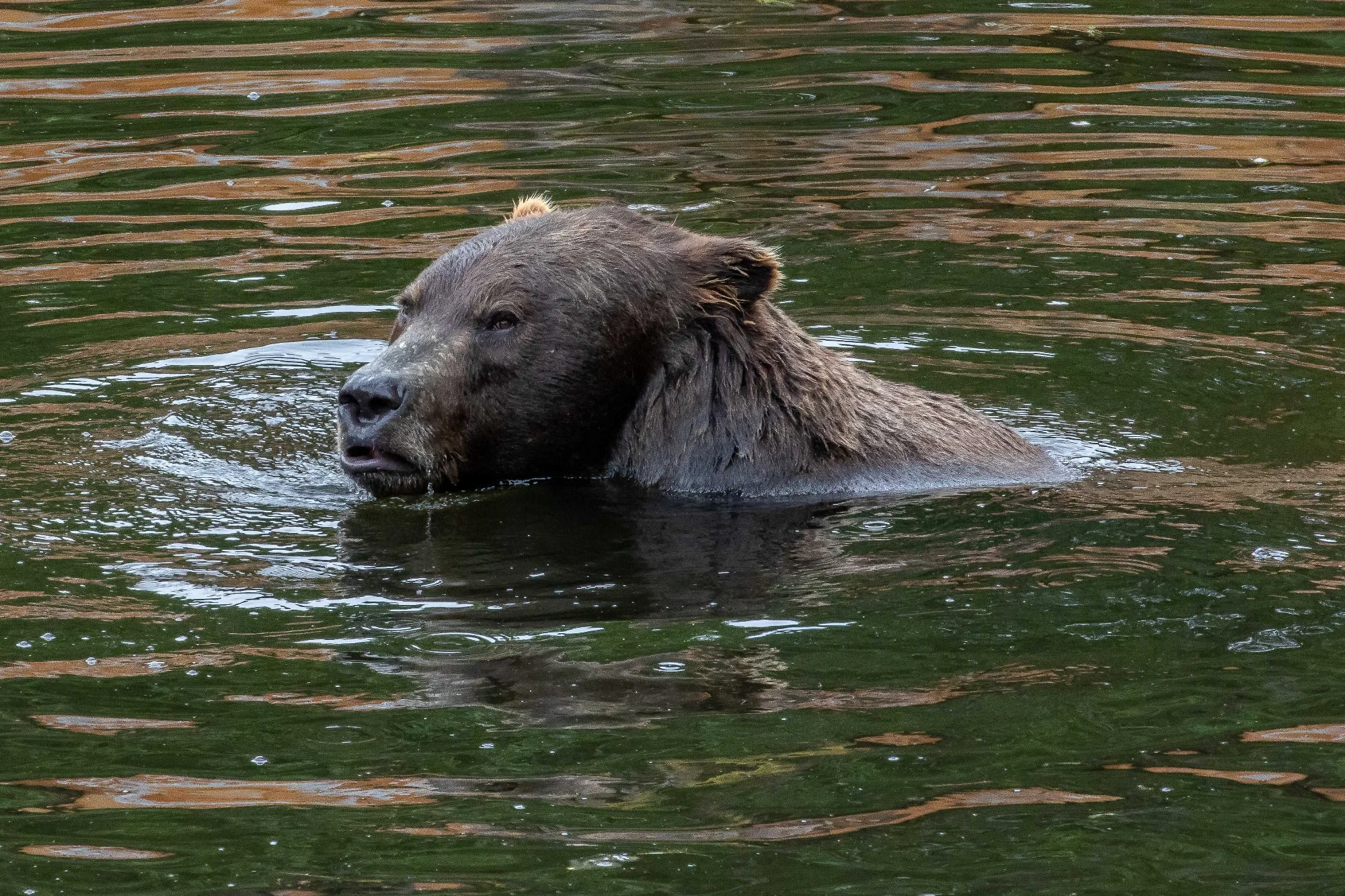 Alaska,Sitka,Alaskan Coastal Brown Bear,-382.JPG