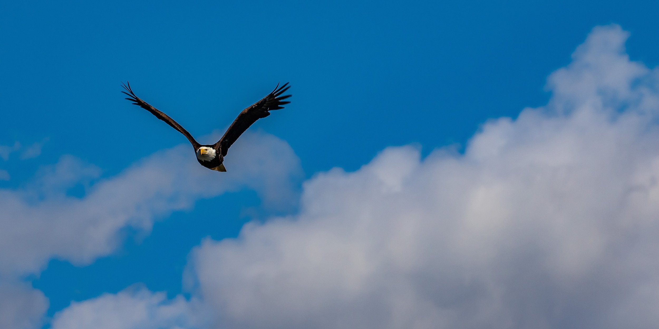 Alaska,Sitka,Bald Eagle,-117.JPG