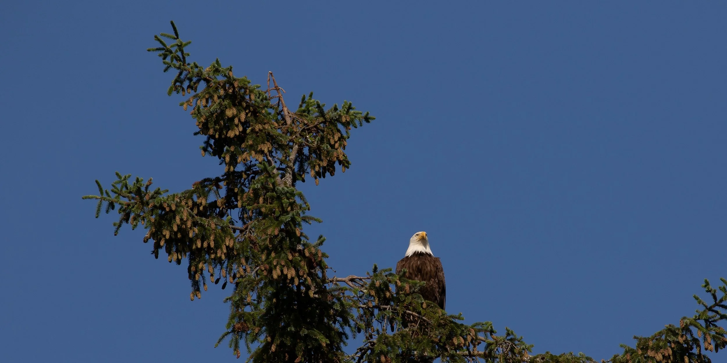 Alaska,Sitka,Bald Eagle,-296.JPG