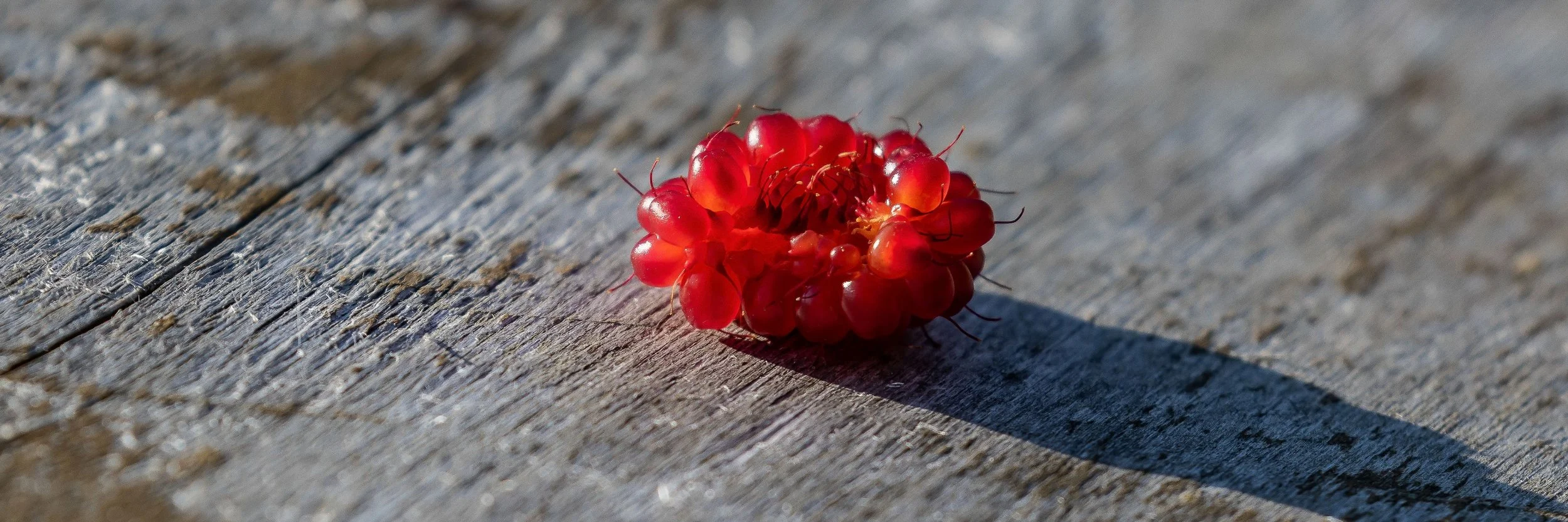 Alaska,Sitka,Salmon Berry,-299.JPG