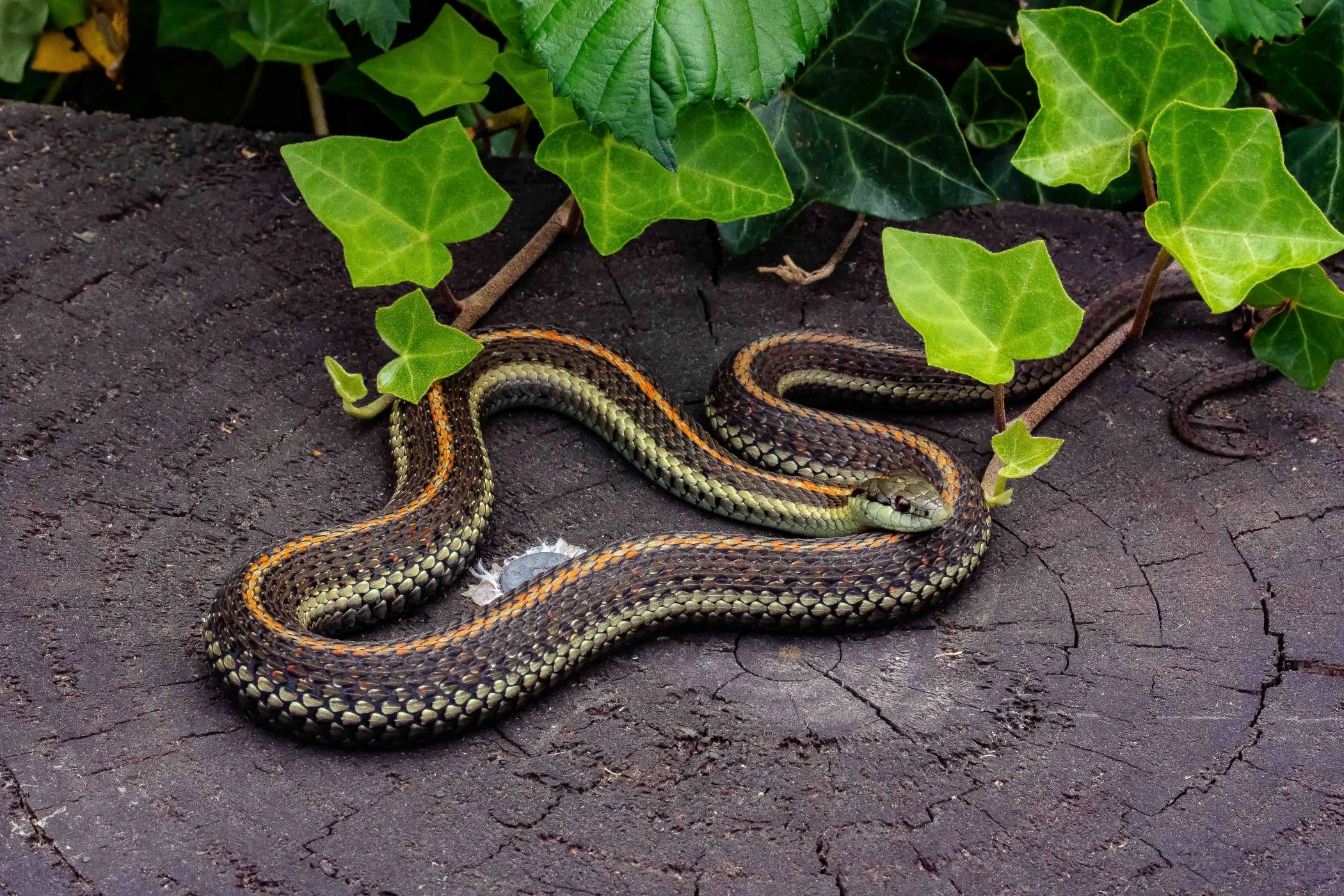 Seattle,Bainbridge Is,Garter Snake,-1837.JPG