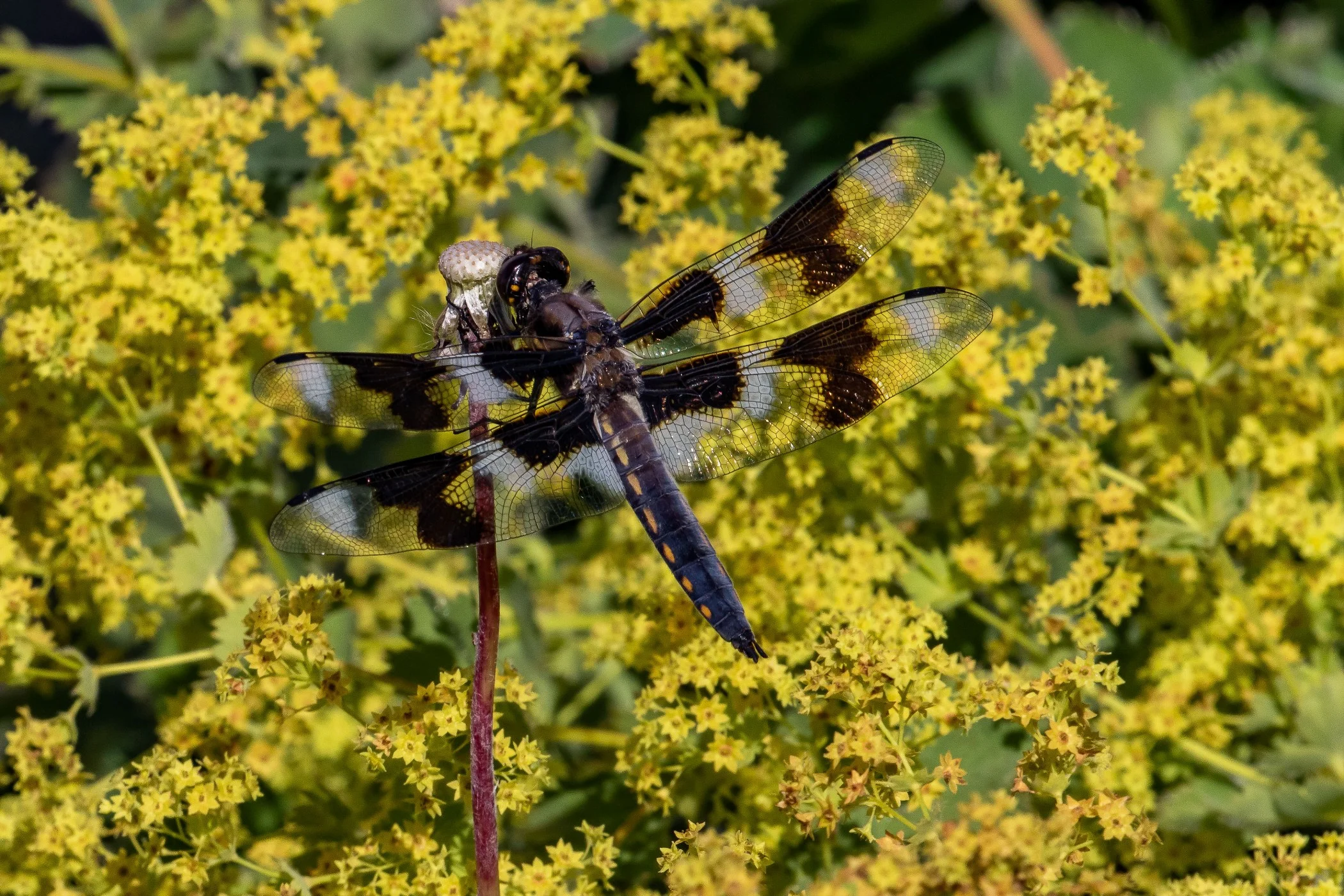 Seattle,Lake Union,Dragonfly,-026.JPG