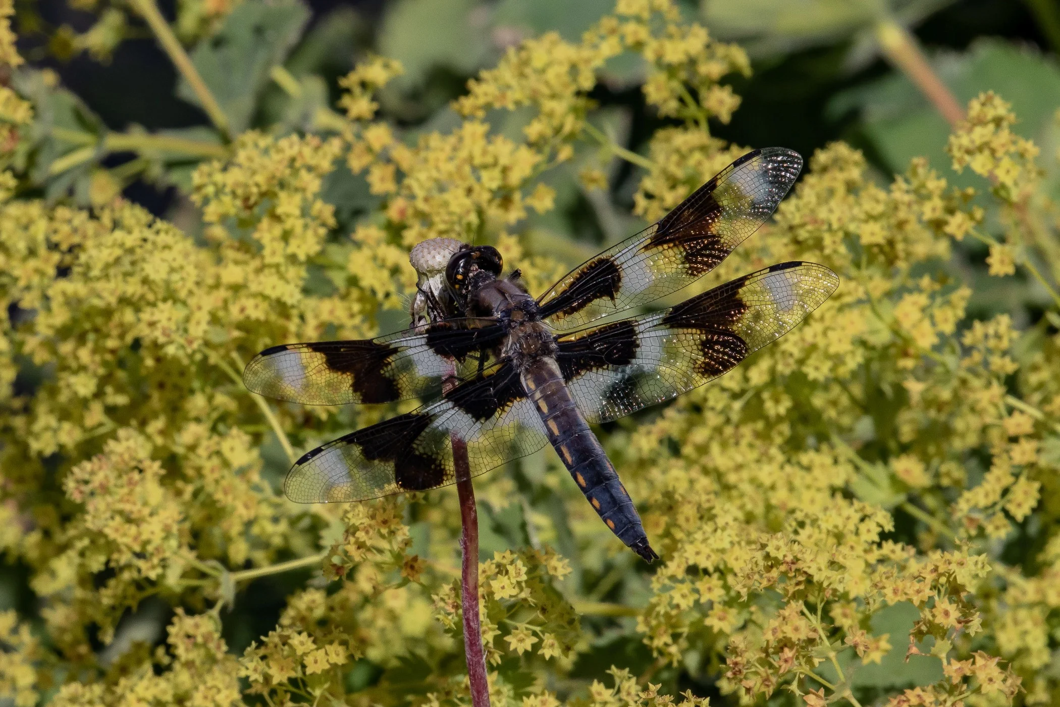 Seattle,Lake Union,Dragonfly,-029.JPG